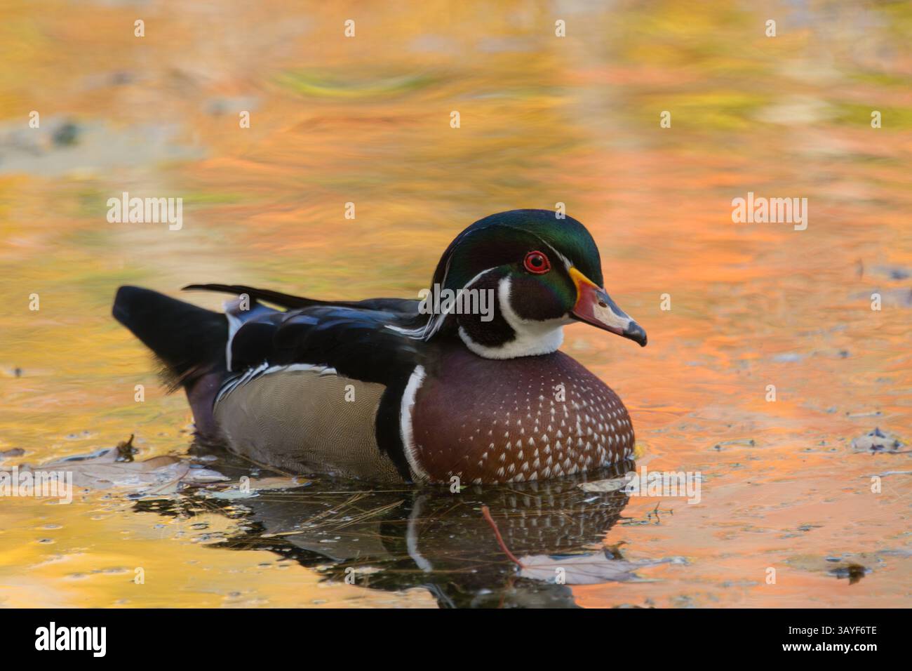Im Wasser schwimmende Holzente vor einem Hintergrund leuchtender Herbstfarben Stockfoto