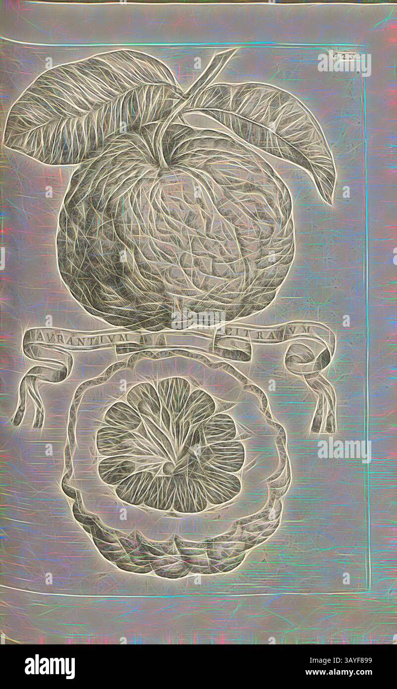 Eine detailreiche Illustration von zwei Früchten: Ein großer, strukturierter Apfel sitzt auf einer kleineren Frucht mit einem Blumenmuster, begleitet von einem Band-Banner mit einer lateinischen Inschrift. Der Kontrast zwischen den beiden Formen hebt ihre einzigartigen Texturen und Formen hervor. Aurantium citratum, Zitrusfrucht, Abb. 92, nach S. 422, 1646, Giovanni Battista Ferrari: Hesperides sive de malorum aureorum cultura et usu libri quatuor. Romae: Sumptibus Hermanni Scheus, 1646, Klassische Kunst mit einem modernen Twist, neu interpretiert von Artotop Stockfoto