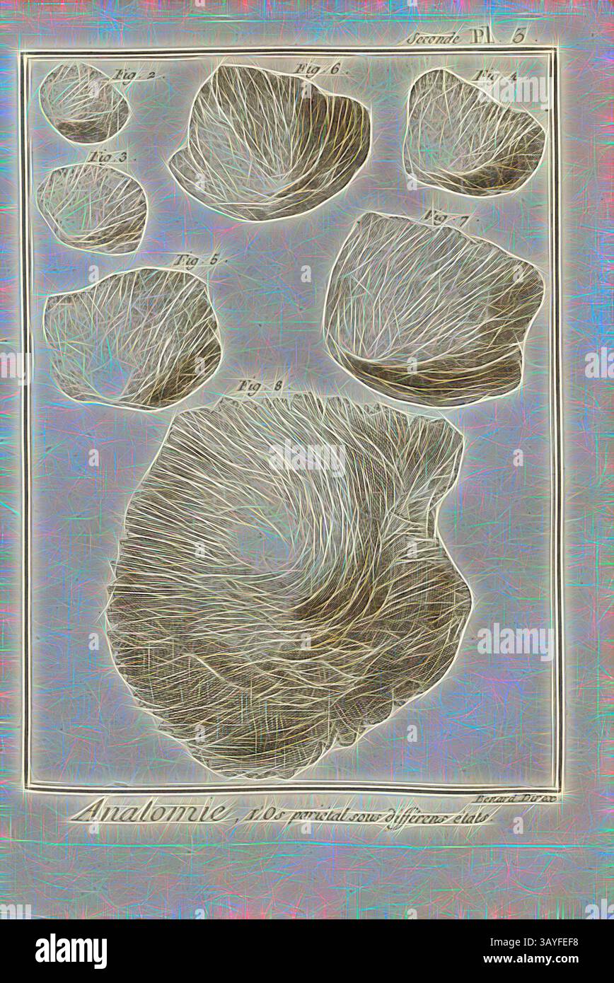 Eine Reihe detaillierter Illustrationen, die verschiedene anatomische Formen und Strukturen darstellen, die jeweils mit Maßangaben versehen sind und komplizierte Texturen und Formen darstellen. Das Kunstwerk betont die organische Komplexität und Vielfalt dieser Exemplare. Anatomie, Parietalknochen unter verschiedenen zuständen, Parietalknochen, signiert: Benard direx, Seconde PL. 3, S. 48, Benard (Richtung), 1778, Denis Diderot; M. d'Alembert: Encyclopédie, ou dictionnaire raisonné des Sciences, des Arts et des métierss, des Arts et des métiers. Genève: chez Pellet, MDCCLXXVIII [1778], Klassische Kunst mit modernem Touch, neu interpretiert von Artotop Stockfoto