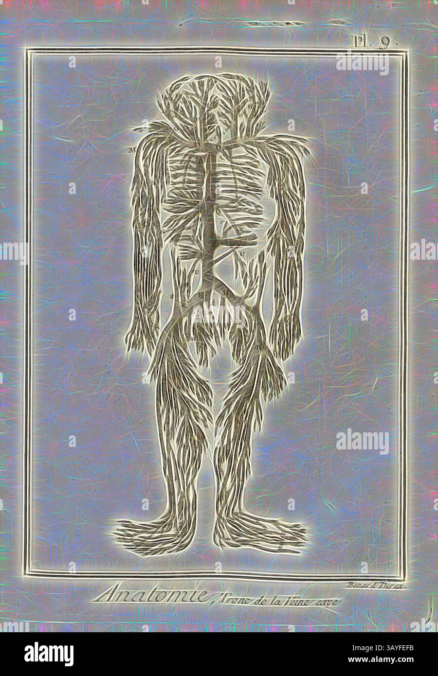 Eine detaillierte anatomische Illustration, die das miteinander verbundene Netzwerk der Muskeln und Nerven des menschlichen Körpers zeigt und die Komplexität der menschlichen Form betont. Anatomie, Venaine Cellar Trunk, Venen, signiert: Benard direx, Pl. 9, nach S. 48, Benard (Richtung), 1778, Denis Diderot; M. d'Alembert: Encyclopédie, ou dictionnaire raisonné des Sciences, des Arts et des métierss, des Arts et des métiers. Genève: chez Pellet, MDCCLXXVIII [1778], Klassische Kunst mit modernem Touch, neu interpretiert von Artotop Stockfoto