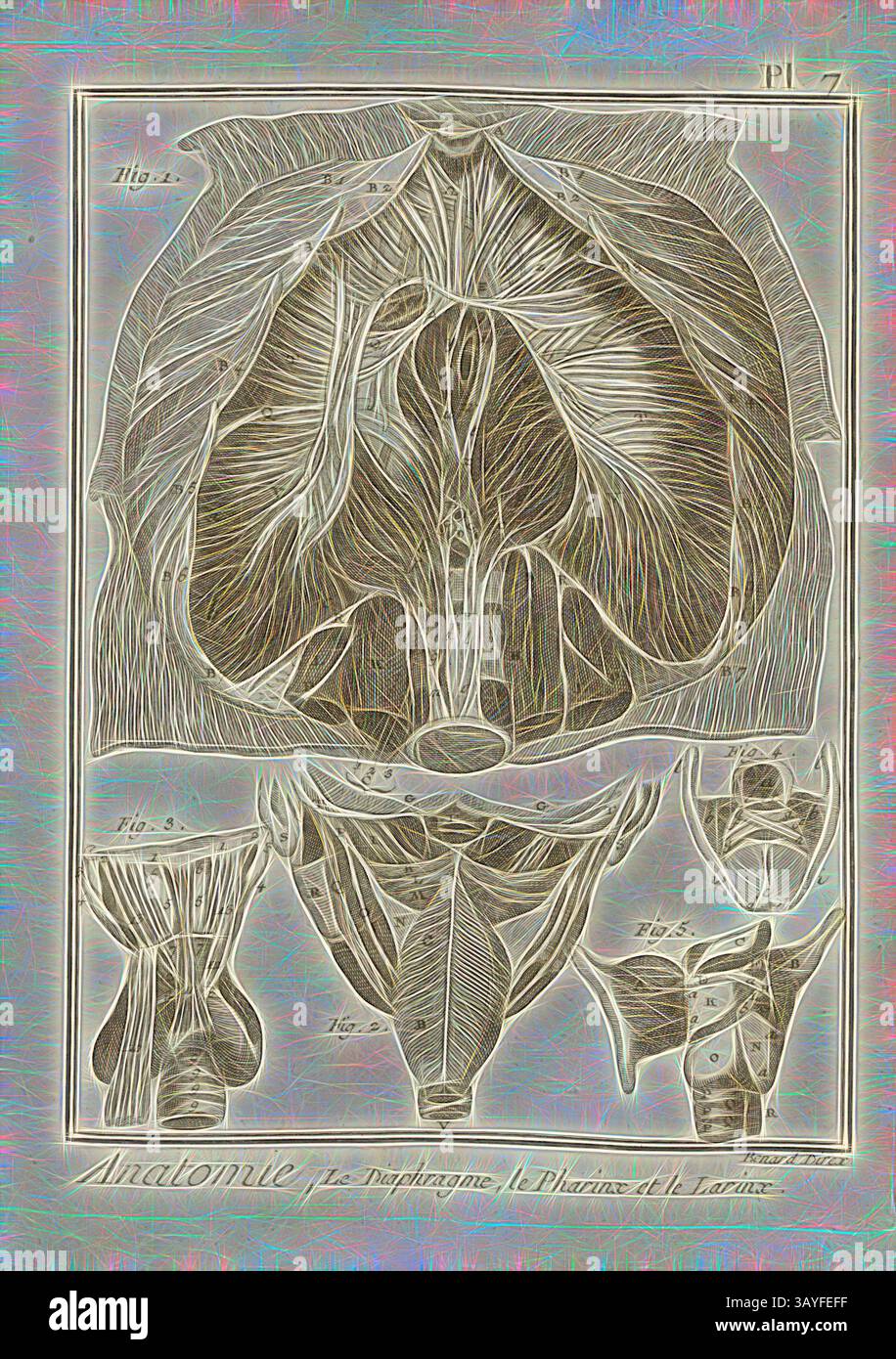Eine komplizierte Illustration mit anatomischen Strukturen, mit detaillierten Diagrammen des menschlichen Beckens und der umliegenden Organe, gekennzeichnet mit spezifischen Figuren, die ihre Beziehungen und Funktionen hervorheben., Anatomie, Zwerchfell, Rachen und Kehlkopf, Zwerchfell, Pharynx und Kehlkopf, signiert: Benard direx, PL. 7, nach S. 48, Benard (Richtung), 1778, Denis Diderot; M. d'Alembert: Encyclopédie, ou dictionnaire raisonné des Sciences, des Arts et des métierss, des Arts et des métiers. Genève: chez Pellet, MDCCLXXVIII [1778], Klassische Kunst mit modernem Touch, neu interpretiert von Artotop Stockfoto