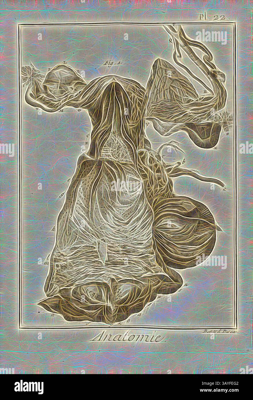 Eine komplizierte Illustration eines botanischen Exemplars mit detaillierten anatomischen Merkmalen und Texturen, umgeben von dekorativen Rändern und beschriftet als Referenz., Anatomie, die Matrix, nach Haller, Uterus, unterzeichnet: Benard direx, PL. 22, S. 48, Benard (Richtung), 1778, Denis Diderot; M. d'Alembert: Encyclopédie, ou dictionnaire raisonné des Sciences, des Arts et des métierss, des Arts et des métiers. Genève: chez Pellet, MDCCLXXVIII [1778], Klassische Kunst mit modernem Touch, neu interpretiert von Artotop Stockfoto