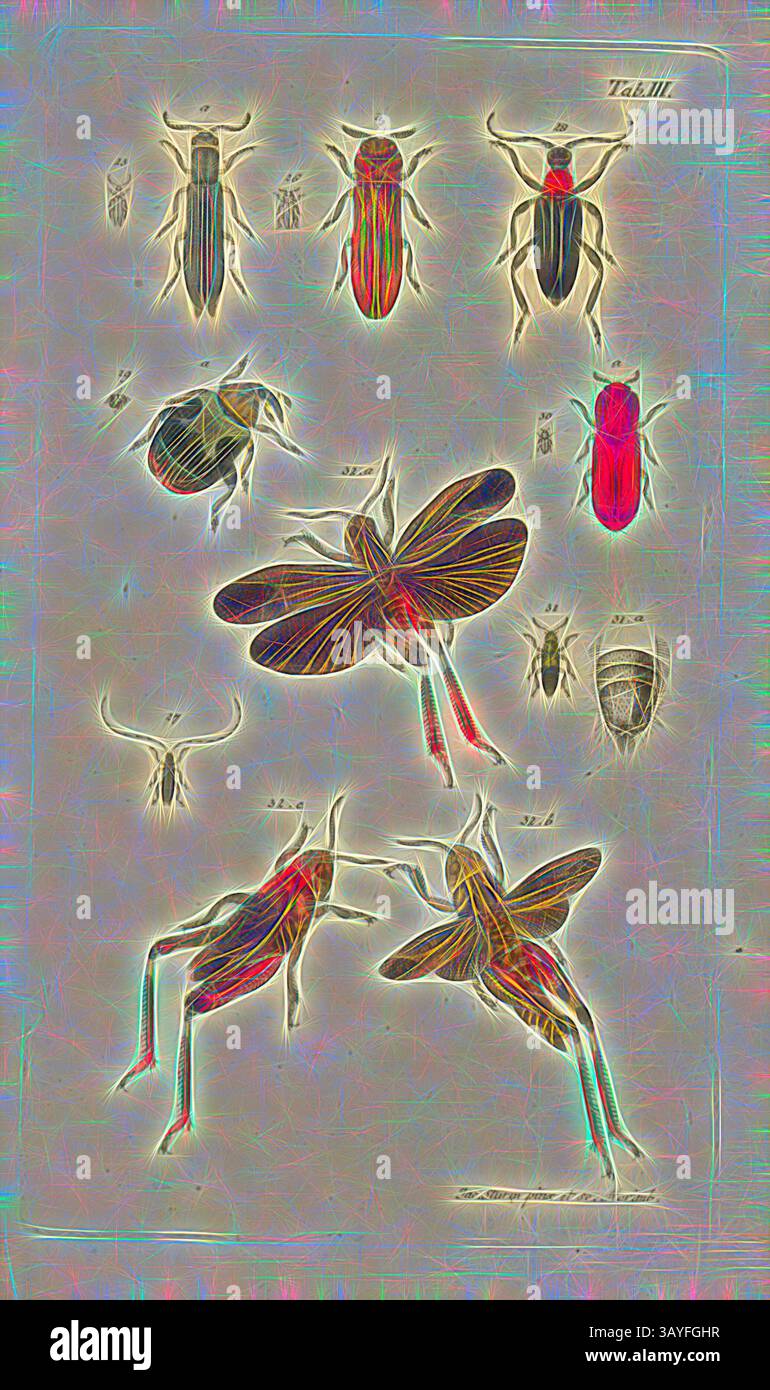 Eine Sammlung kunstvoll illustrierter Insekten, die verschiedene Arten in unterschiedlichen Posen zeigen. Die Designs betonen ihre einzigartigen physischen Eigenschaften und zeigen Details wie Antennen und Flügel in lebendiger, stilisierter Weise. Bug type 3, Collection of Various Beetles, signiert: JAC., Sturm pinx, et sc, Table III, nach p, Sturm, Jacob (pinx. et sc.), Christian Creutzer: Entomologische Versuche. Wien: bey Karl Schaumburg und Comp., 1799, Klassische Kunst mit modernem Twist von Artotop neu interpretiert Stockfoto