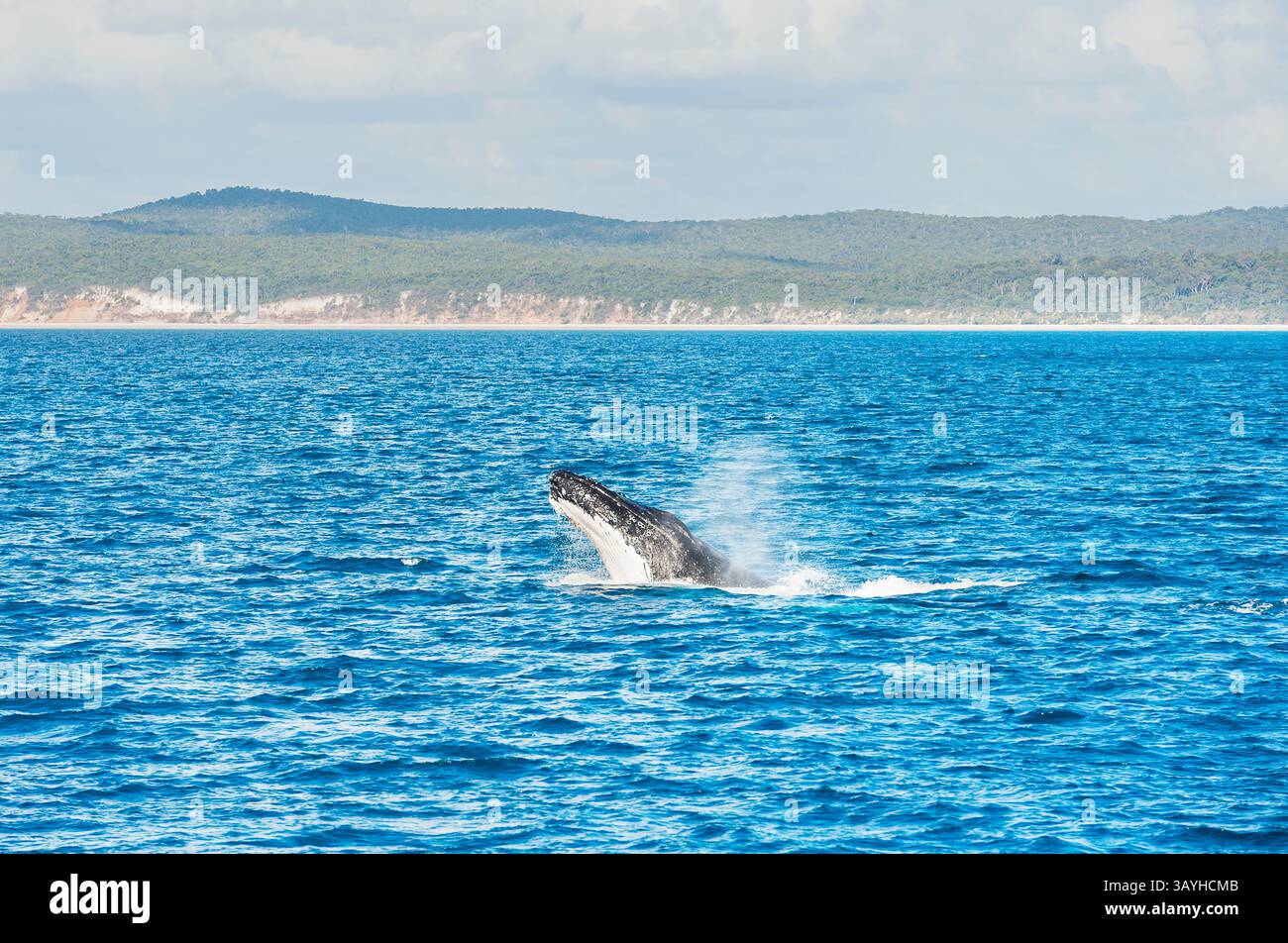 Buckelwal (Megaptera novaeangliae) Breaching, Hervey Bay, Queensland, Australien, Stockfoto