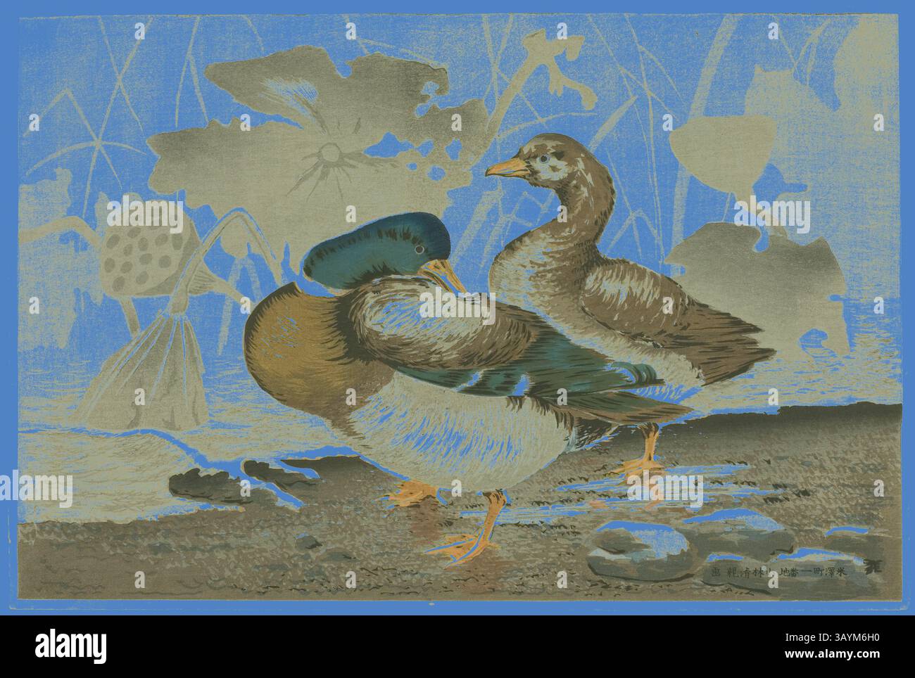 Ein Paar Enten stehen anmutig am Wasserrand, umgeben von sanften Linien von Pflanzen und Blumen, die eine ruhige und ruhige Umgebung schaffen. Ihre Federn zeigen eine Vielzahl von Farben und verleihen der friedlichen Szene Lebendigkeit. Ein Paar Enten an einem Lotusteich, 1879, Kobayashi Kiyochika, Japanisch, 1847-1915, Japan, Farbholzschnitt, oban, 25,8 x 38,5 cm (10 3/16 x 15 3/16 Zoll) Klassische Kunst mit modernem Touch, neu interpretiert von Artotop Stockfoto