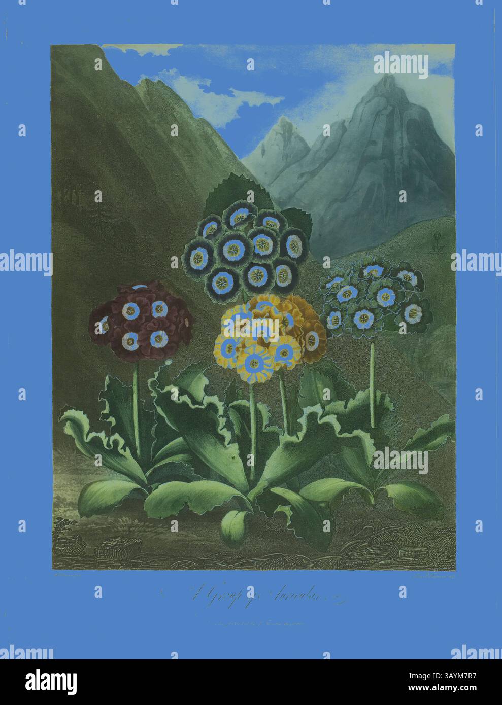 Eine Gruppe von leuchtenden, einzigartig gemusterten Blumen mit auffälligen blauen Zentren steht inmitten üppig grüner Blätter vor dem Hintergrund majestätischer Berge unter klarem Himmel. A Group of Auriculas, from the Temple of Flora, 1803, Friedrich Christian Lewis, the ältere (englisch, 1779-1856), James Hopwood, der ältere (englisch, ca. 1752–1819), nach Peter Charles Henderson (englisch, aktiv 1791–1829), herausgegeben von Dr. Robert John Thornton (englisch, 1768–1837), England, Farbaquatint, mit Stippelstich und Ätzung, getönt à la poupée, mit Aquarell (handkoloriert) auf cremegewebtem Papier, 250 Stockfoto