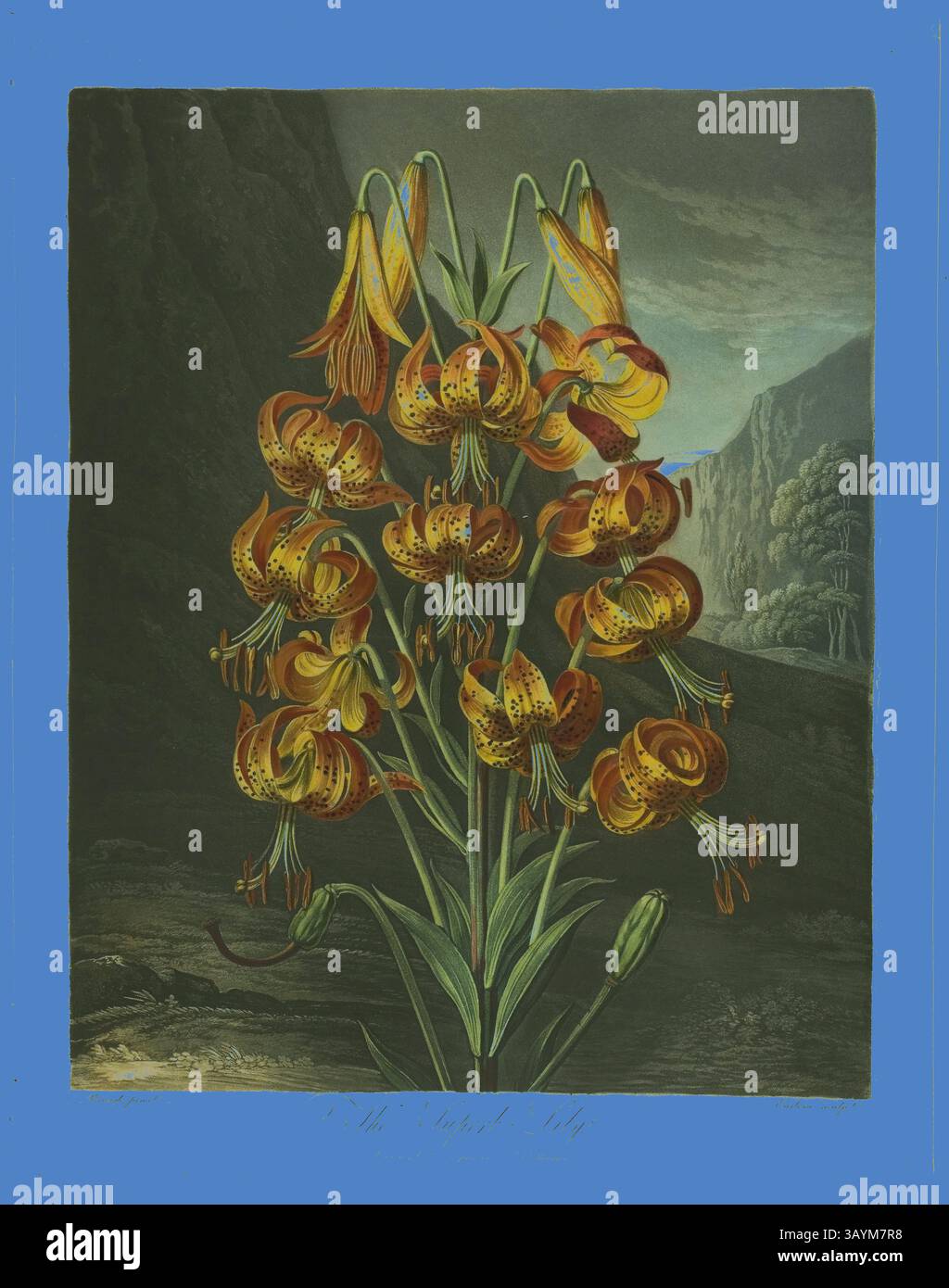 Eine lebhafte Ansammlung oranger Lilien mit markanten dunklen Flecken, die ihre eleganten Blütenblätter und schlanken grünen Stiele vor einem auffälligen blauen Hintergrund präsentieren, der ihre Schönheit unterstreicht. The Pracht Lily, from the Temple of Flora, 1799, Richard Earlom (British, 1743-1822), nach Ramsay Richard Reinagle (British, 1775-1862), England, Color Mezzotint, Aquatint und Radierung, à la poupée, mit Aquarell (handgemalt) auf cremefarbenem Webpapier, 447 x 360 mm (Bild), 483 x 360 mm (Platte), 525 x 412 mm (Blatt) Klassische Kunst mit modernem Touch, neu interpretiert von Artotop Stockfoto