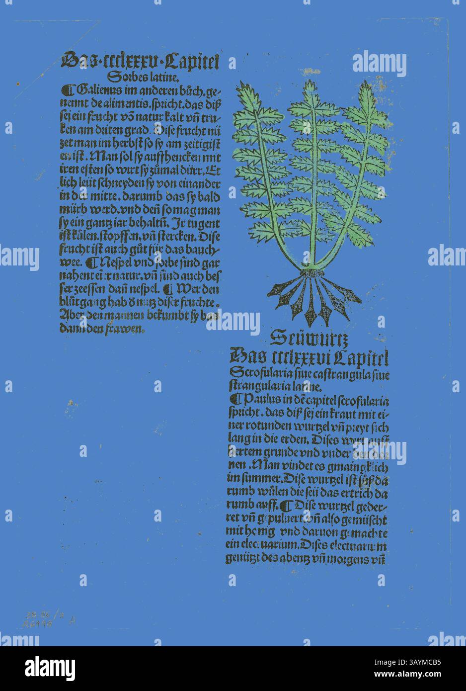 Eine detaillierte Darstellung einer Pflanze, begleitet von einem beschreibenden Text in einer kunstvollen Schrift, in dem ihre Eigenschaften und Verwendungen erläutert werden. Das Layout enthält einen prominenten Titel und zusätzliche Erläuterungen, die die Bedeutung der Pflanze für die pflanzliche Überlieferung betonen. Feigenkraut (Recto) und Bloodroot (verso), aus Gart der Gesundheit, Platte 11 aus Holzschnitten aus Büchern des 15. Jahrhunderts, um 1499, Sammelband zusammengestellt 1929, Unbekannter Künstler (Augsburg, 15. Jahrhundert), gedruckt und herausgegeben von Johann Schönsperger dem Älteren (ca. 1455–1521), Originaltext von Johann Wonnecke von Cube (ca. Stockfoto