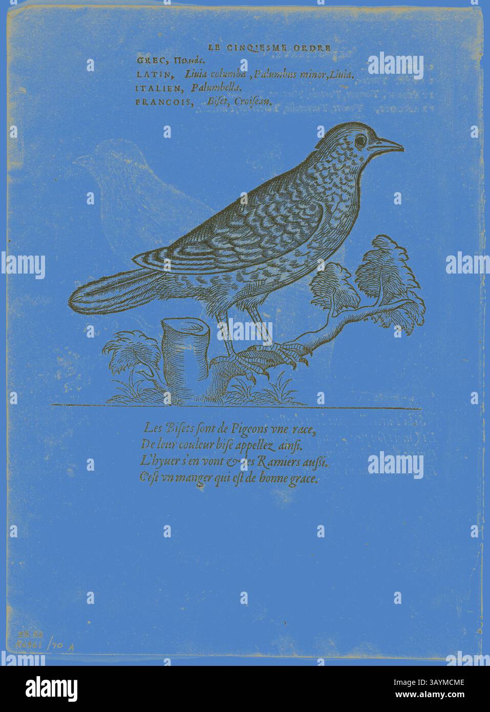 Eine Illustration eines singvogels auf einem Zweig, mit detaillierten Linienarbeiten und begleitendem Text in mehreren Sprachen, der den Vogel und seine Eigenschaften beschreibt. Das Design ist von einem leuchtend blauen Hintergrund umgeben. Blatt aus Porträts d’Oyseaux, Platte 70 aus Holzschnitten aus Büchern des XVI Jahrhunderts, 1557, zusammengesetzt zu einem Portfolio 1937, Unbekannter Künstler (Französisch, 16. Jahrhundert), zusammengesetzt von Max Geisberg (Schweiz, 1875-1943), Frankreich, Holzschnitt auf Papier, 98 x 128 mm (Bild, Recto), 153 x 128 mm (Bild/te x T, Recto), 91 x 124 mm (Bild, Verso), 148 x 132 mm (Bild/Bild/165 x 225 x so Stockfoto