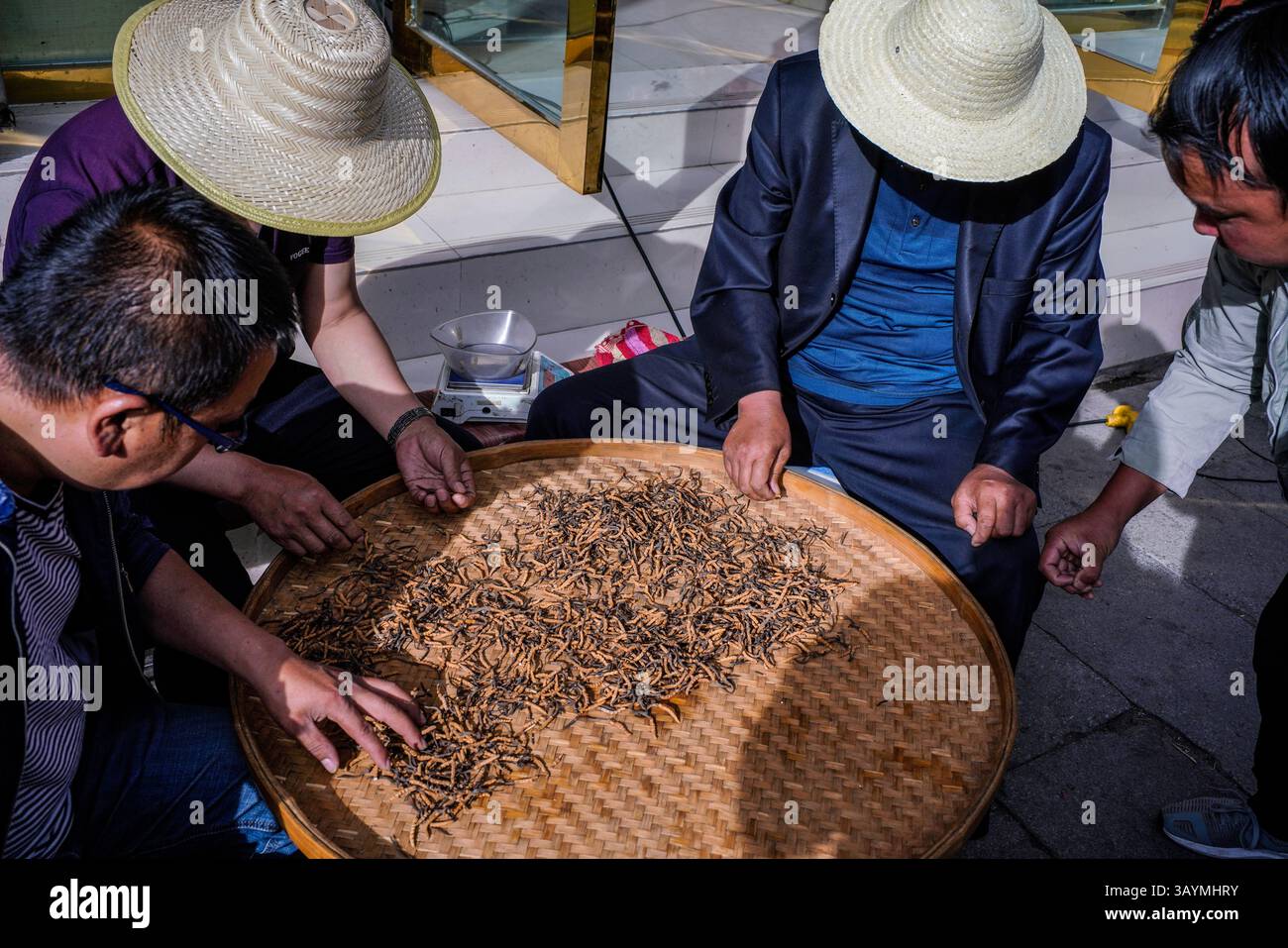 Eine Nahaufnahme von einem belebten tibetischen Markt in Lhasa, wo lokale Händler Cordyceps sinensis präsentieren und verkaufen – eine seltene und hoch geschätzte Caterpi Stockfoto