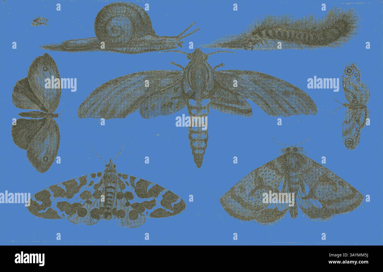 Eine Sammlung verschiedener Insekten und einer Schnecke, die komplexe Details und verschiedene Formen vor einem leuchtend blauen Hintergrund zeigt. Sechs Insekten, eine Raupe und eine Schnecke, nach 1644, Wenzel Hollar, Tschechisch, 1607-1677, Böhmen, Ätzen auf elfenbeinfarbenem Büttenpapier, 116 x 182 mm (Blatt, mit Plattenmarke versehen) Klassische Kunst mit modernem Twist, neu interpretiert von Artotop Stockfoto