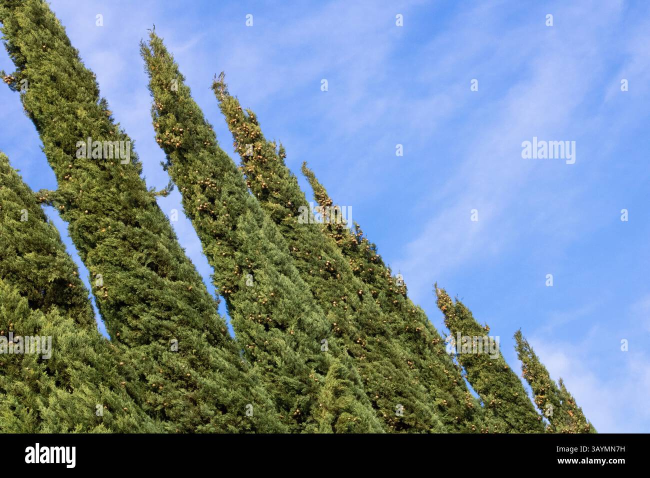 Linie grüner Zierbäume vor blauem Himmel Stockfoto