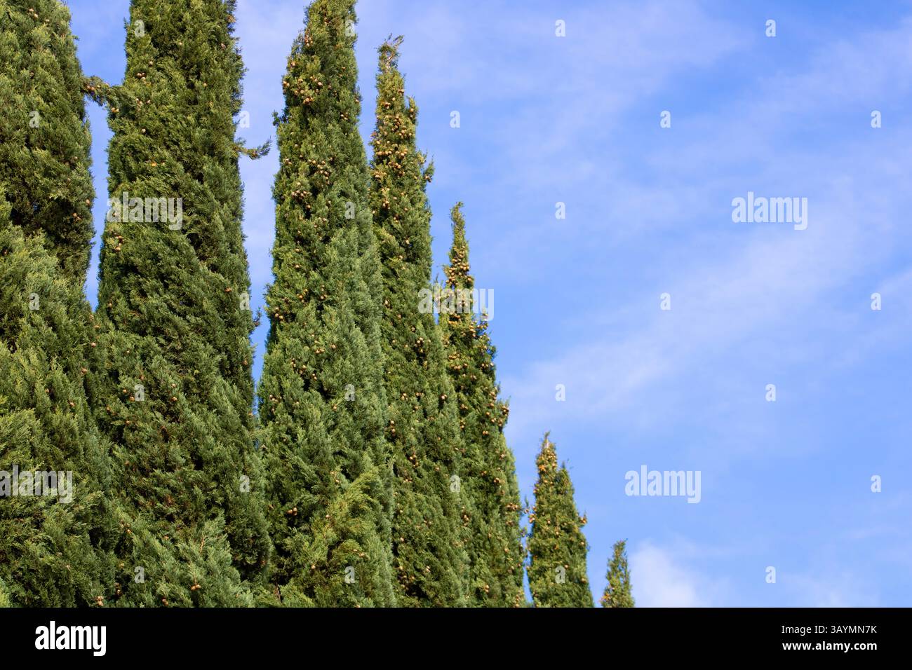Linie grüner Zierbäume vor blauem Himmel Stockfoto