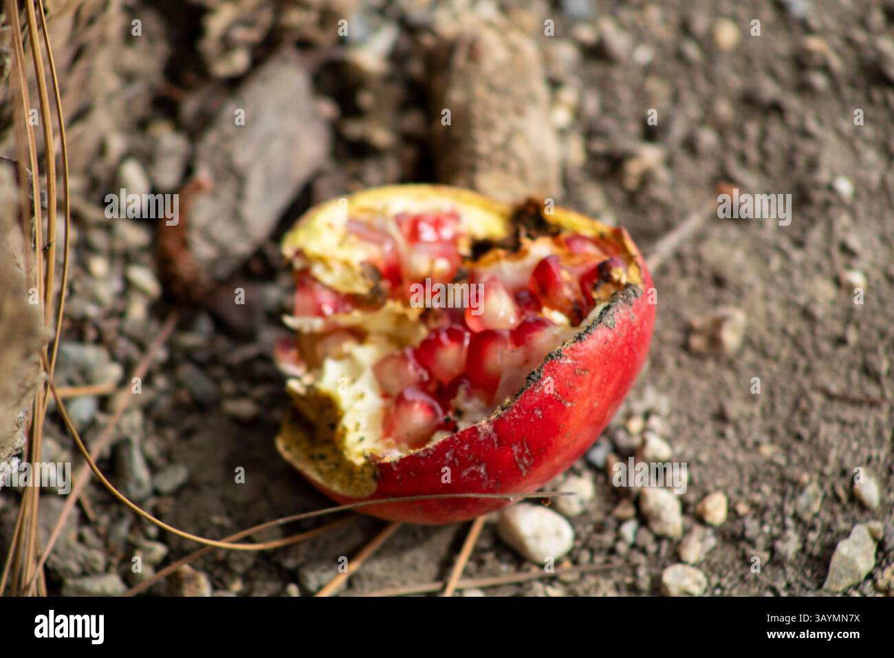 Verrotteter Granatapfel mit roten Samen Stockfoto