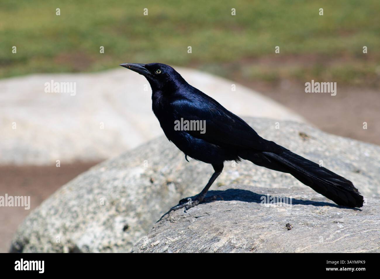 Schwarzer Rabe im Kontrast zur Außenumgebung Stockfoto