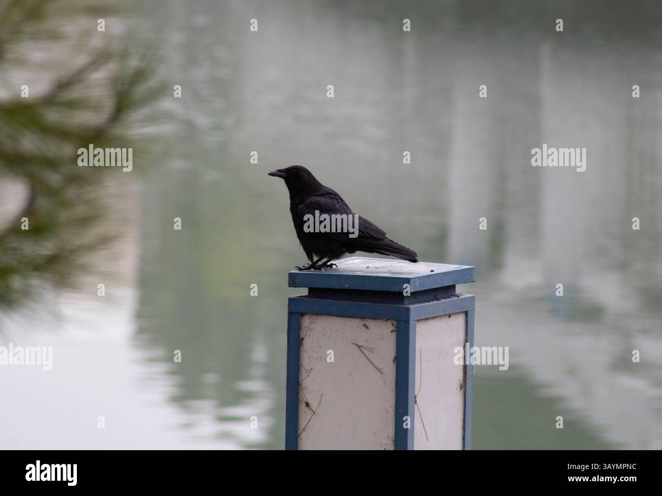 Schwarzer Rabe im Kontrast zur Außenumgebung Stockfoto
