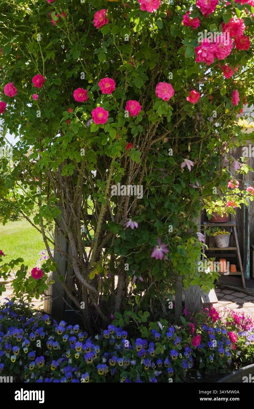 Rosa Kletterstrauch „William Baffin“, unterpflanzt mit blauem Epigaea repenus - Mayflowers im Hinterhof im rustikalen Garten im späten Frühjahr. Stockfoto