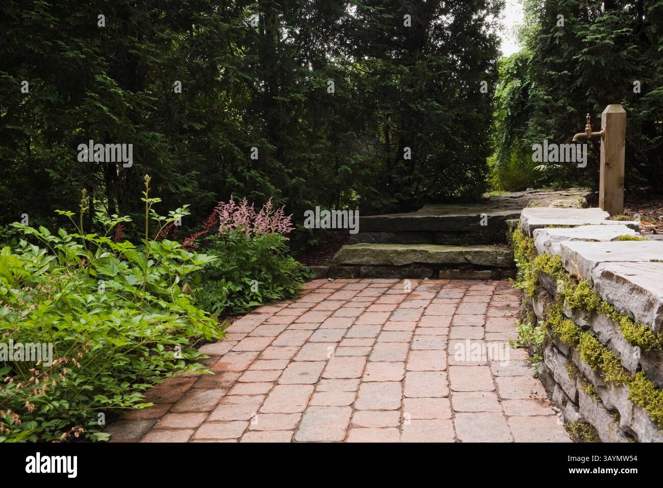 Erhöhte Steinmauer und Rand mit rosafarbenen Astilbe-Blumen neben dem Terrakotta-Pflastersteinweg, der zur Thuja occidentalis-Laube im Hinterhof c führt Stockfoto