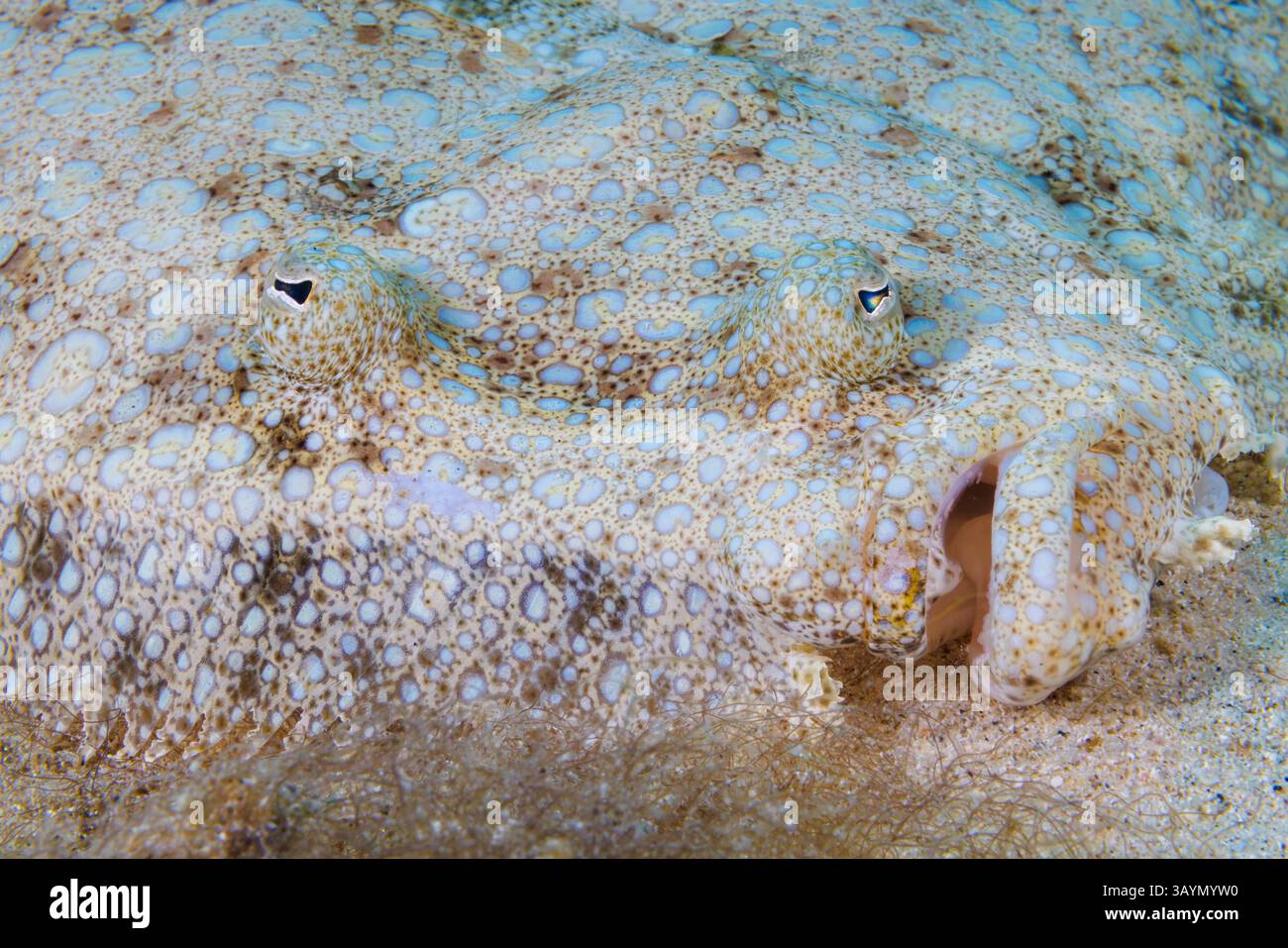 Der Pfau Flunder, Bothus mancus, ist ein Mitglied der größten Familie der Plattfische, Bothidae. Alle Mitglieder dieser Gruppe sind bekannt als "linke Seite" flou Stockfoto