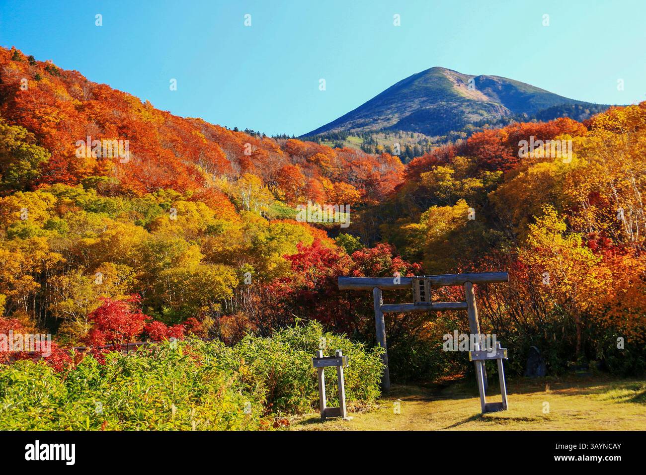 Atemberaubend schöner, atemberaubend schöner Herbst am Berg Hakkoda. Präfektur Aomori. Japan Stockfoto