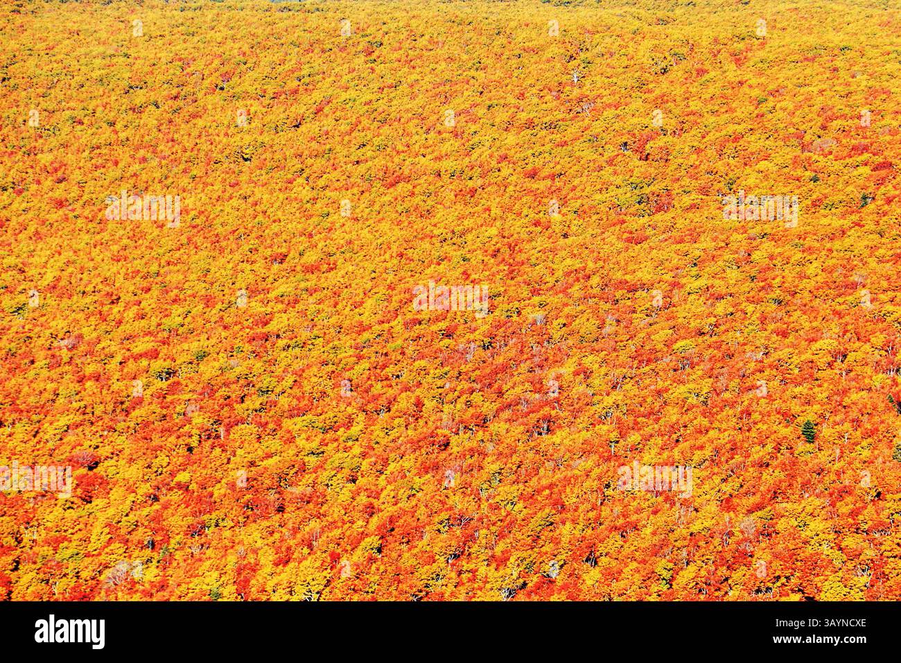 Atemberaubend schöner, atemberaubend schöner Herbst am Berg Hakkoda. Präfektur Aomori. Japan Stockfoto