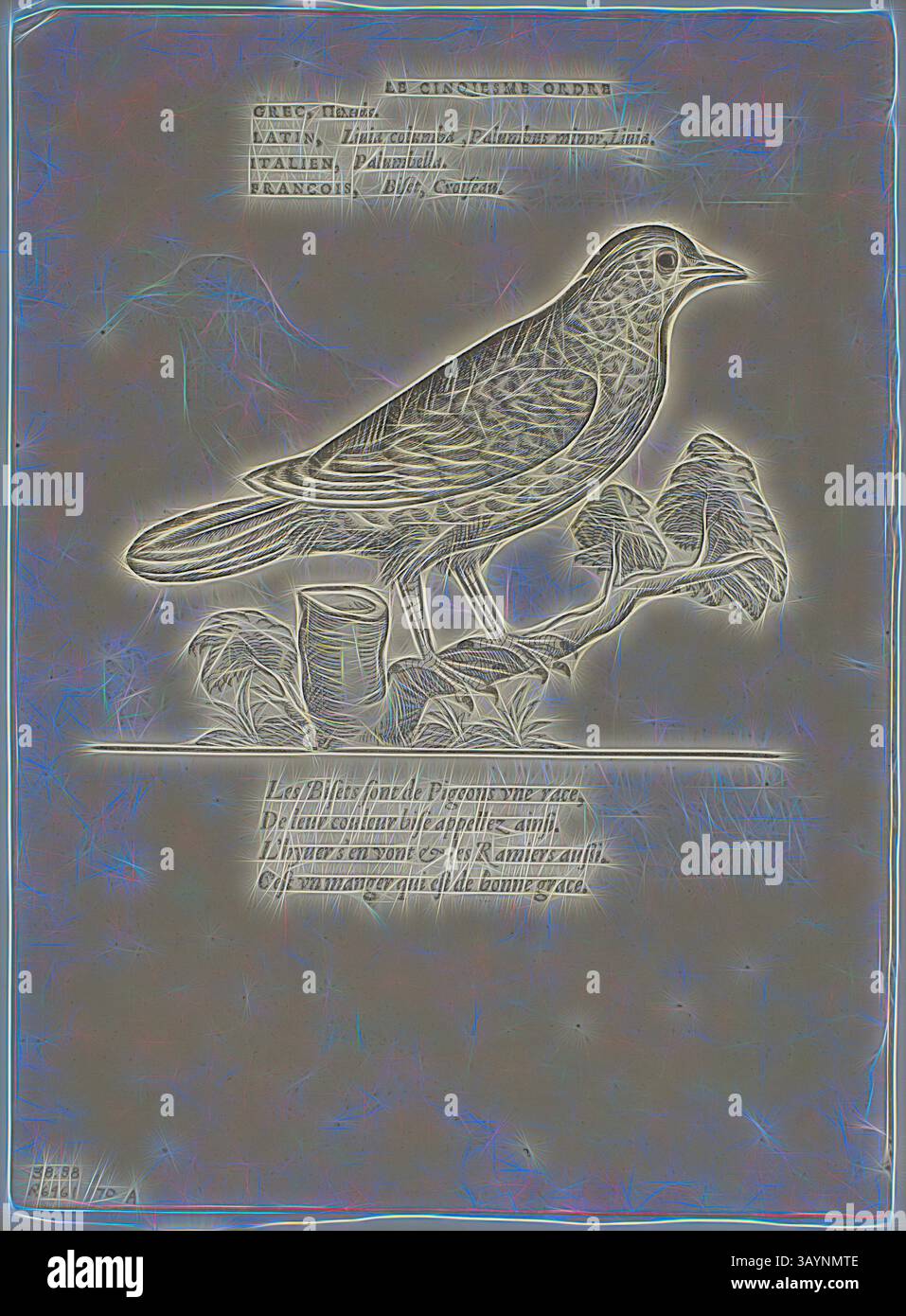 Eine detaillierte Abbildung eines Vogels, der auf einem Ast sitzt und von Laub umgeben ist. Der Vogel ist im Profil dargestellt und zeigt seine Merkmale und zarten Linien, mit Anmerkungen, die wissenschaftliche Namen und Beschreibungen enthalten. Blatt aus Portraits d’Oyseaux, Platte 70 aus Holzschnitten aus Büchern des XVI Jahrhunderts, 1557 148, zusammengesetzt zu einem Portfolio 1937, Unbekannter Künstler (Französisch, 16. Jahrhundert), zusammengesetzt von Max Geisberg (Schweiz, 1875-1943), Frankreich, Holzschnitt auf Papier, 98 x 128 mm (Bild, Recto), 153 x 128 mm (Bild/te x T, Recto), 91 x 124 mm (Bild, 225 mm (Bild, 132 mm 165) Stockfoto