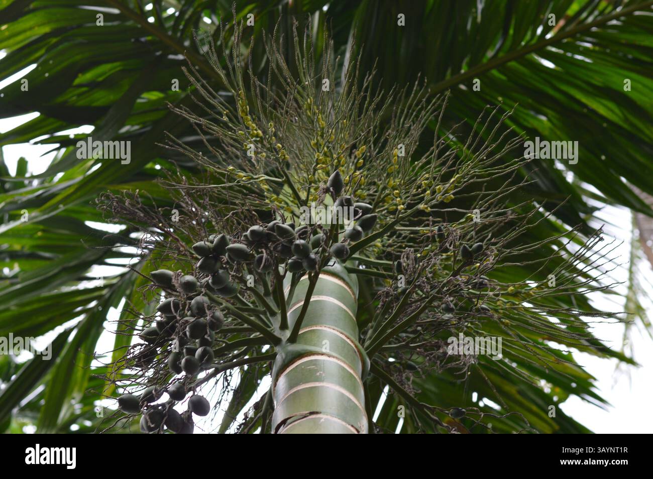 Lebendige Areca-Palme mit Früchten und Blumen, perfekt für Anzeigen, Öko-Branding, tropische Reisen, Wellness-Produkte, oder Marketinggrafiken mit Naturmotiven Stockfoto