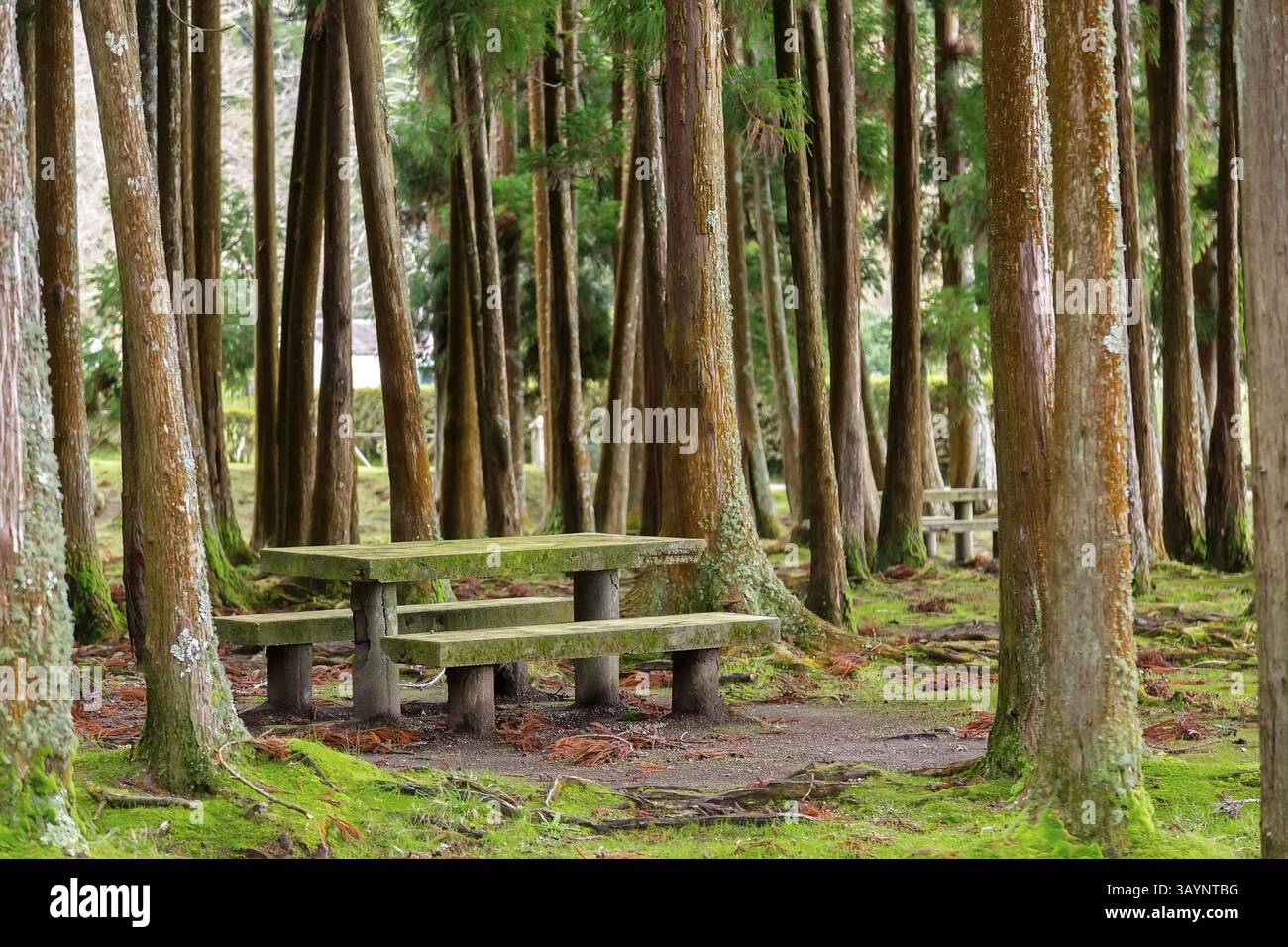 Picknickbereich im Wald mit Tisch und Bänken in der Nähe von Furnas, Azoren Stockfoto