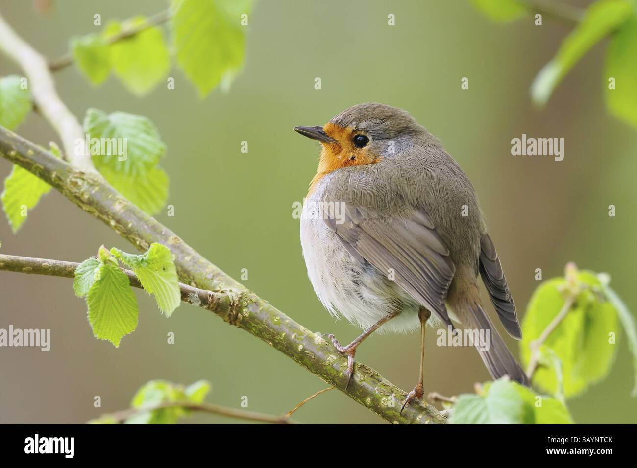Robin (Erithacus rubecula) auf einem Ast, umgeben von zarten Frühlingsblättern, Hessen, Deutschland, Europa Stockfoto