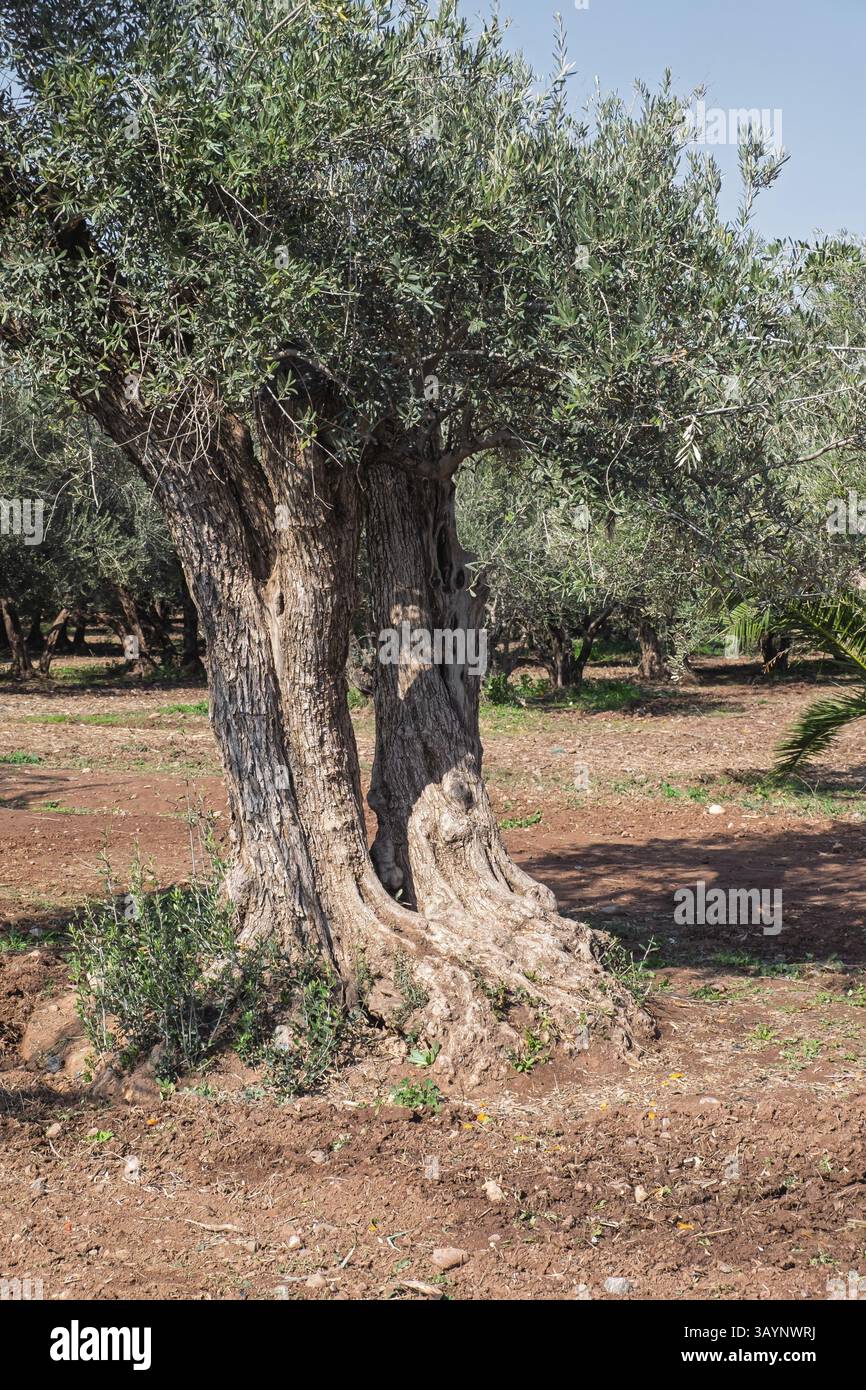 Knorriger olivenbaum -Fotos und -Bildmaterial in hoher Auflsung  Alamy