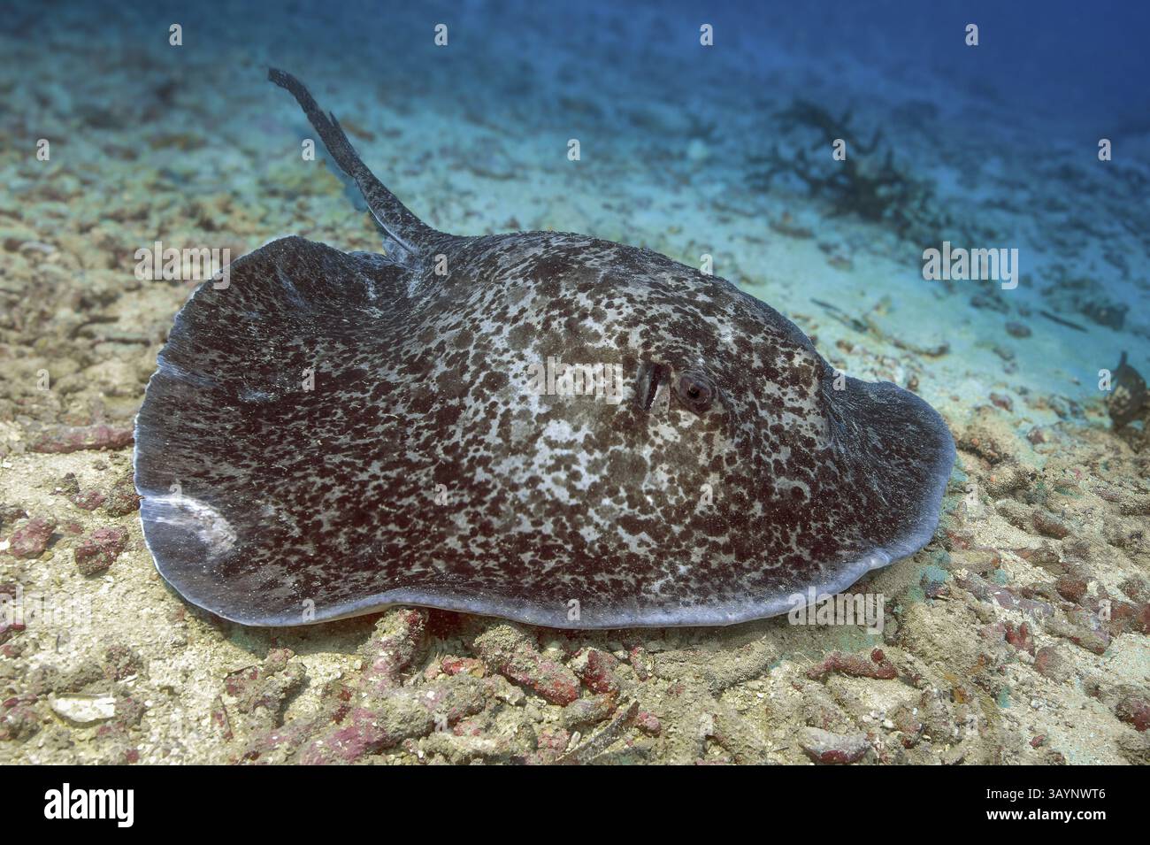 Schwarzfleckiger Stachelrochen (Taeniurops meyeni) Synonym Taeniura meyeni Schwarzfleckiger Stachelrochen schwimmt über dem sandigen Meeresboden im Pazifischen Ozean Stockfoto