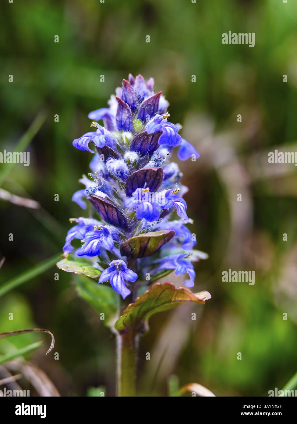 Blauer Bugle (ajuga reptans) Bischofswiesen, Berchtesgadener Land, Oberbayern, Bayern, Deutschland, Europa Stockfoto