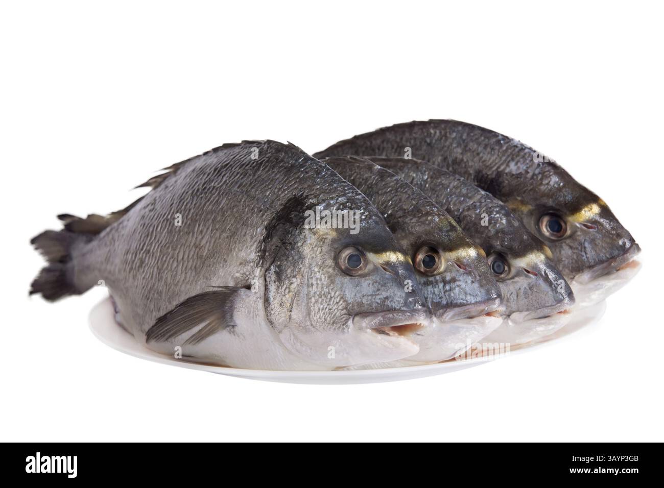 Vier Dorado Fische auf weiße Schale isoliert auf weißem Hintergrund Stockfoto