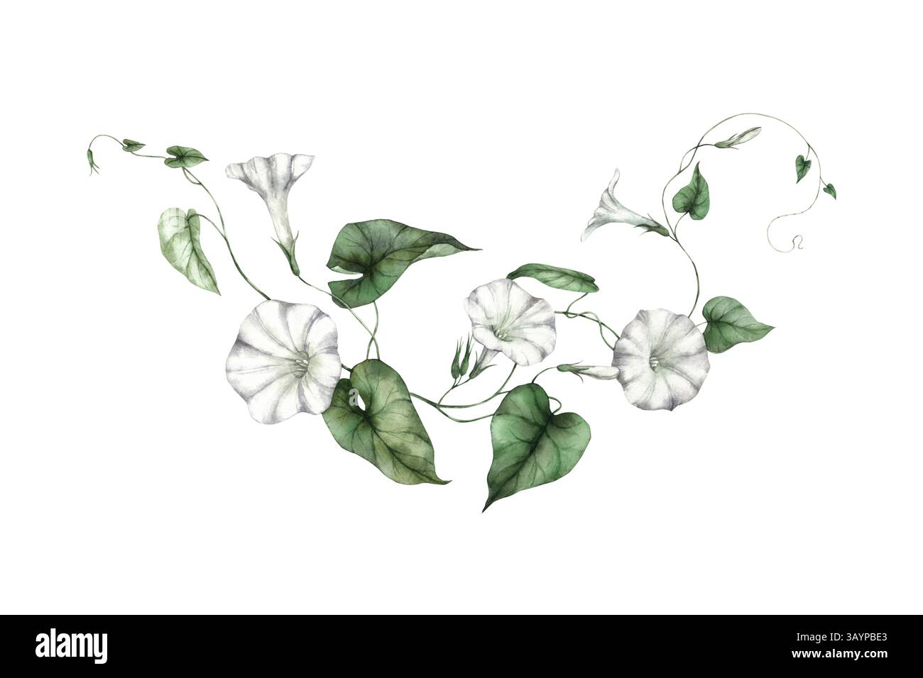 Morgenglorenpflanze mit zarten weißen trompetenförmigen Blüten und grünen Blättern. Aquarellillustration ist perfekt für botanische Drucke, Hochzeit Stockfoto