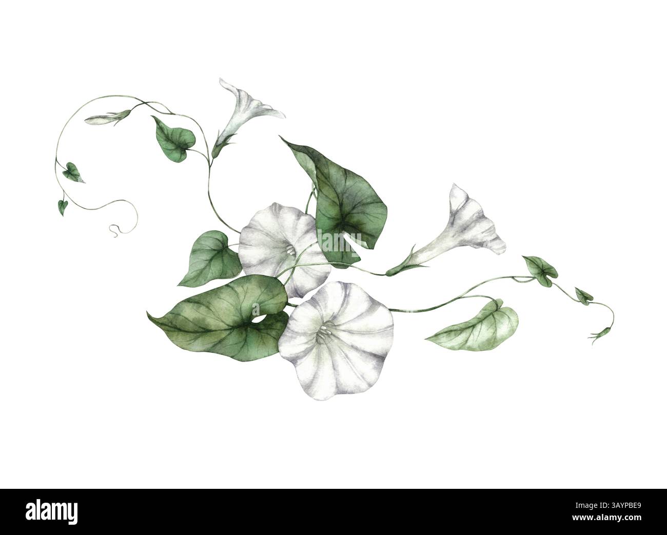 Morgenglorenpflanze mit zarten weißen trompetenförmigen Blüten und grünen Blättern. Aquarellillustration ist perfekt für botanische Drucke, Hochzeit Stockfoto