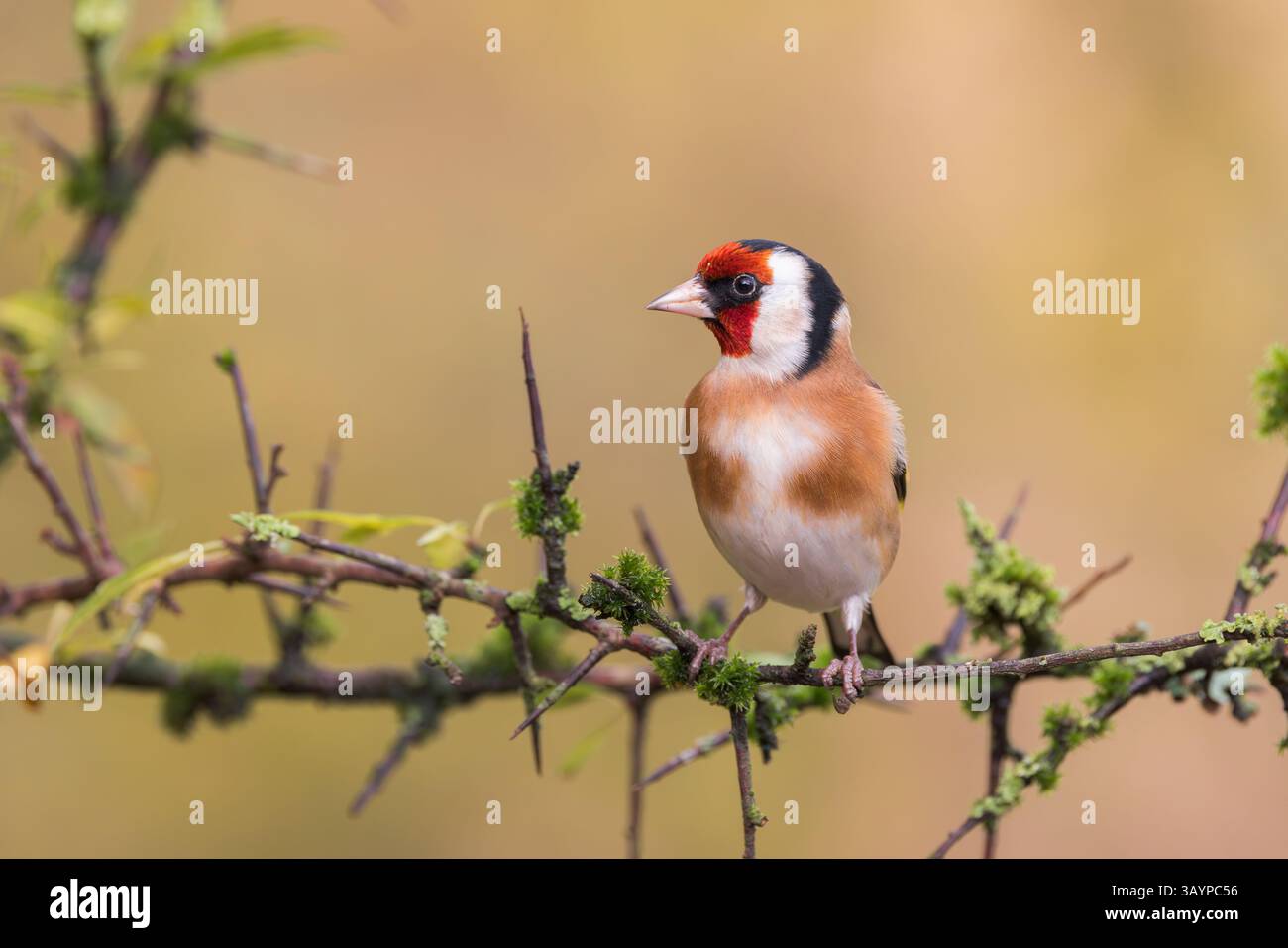 Goldfinch auf dem Stachelpflanzenstiel Stockfoto Goldfinch auf dem Stachelpflanzenstiel Stockfoto