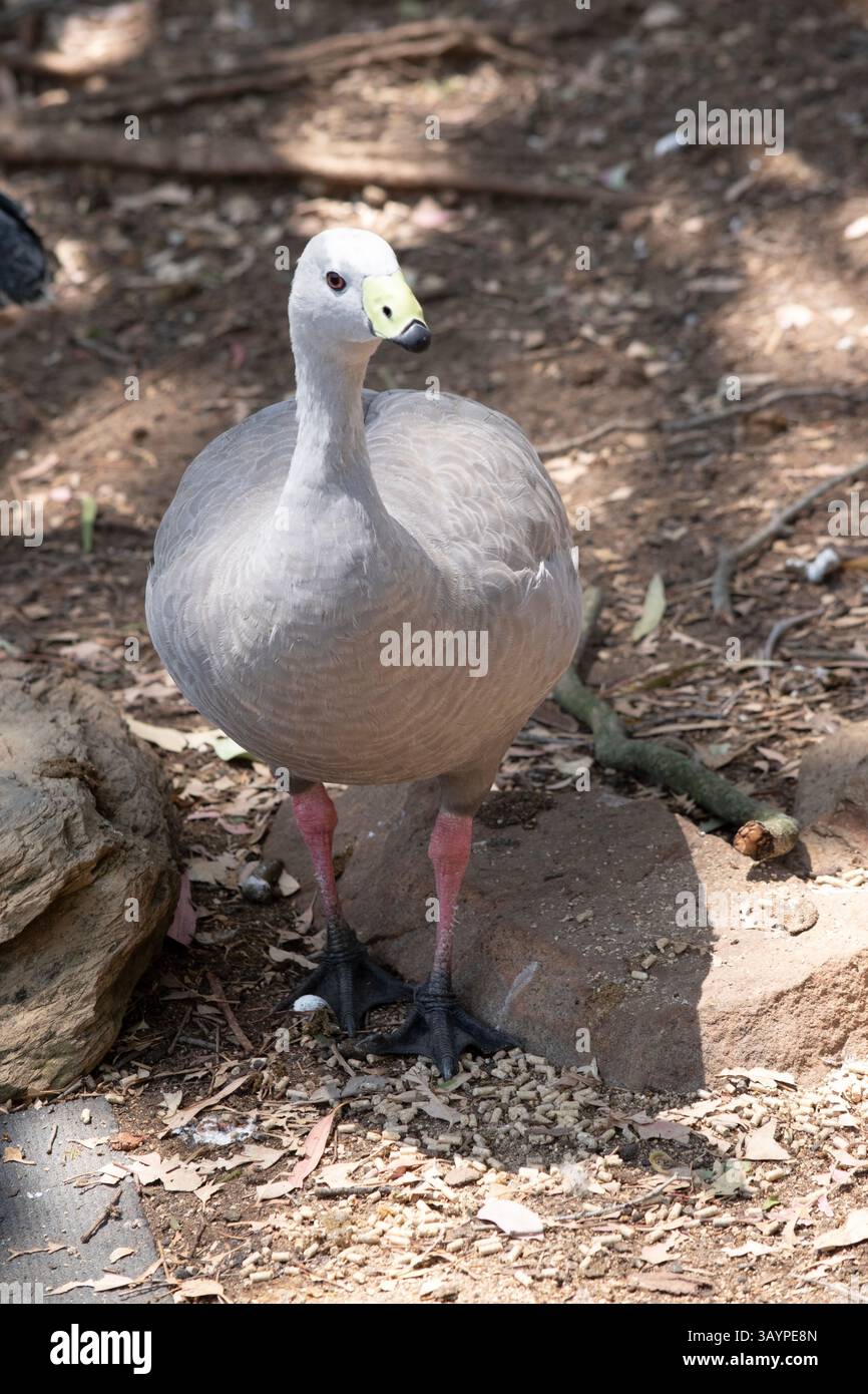 Die Kapbarren-Gans ist eine sehr große, hellgraue Gans mit einem relativ kleinen Kopf. Es hat Reihen großer dunkler Flecken in Linien über den Schultern und Stockfoto