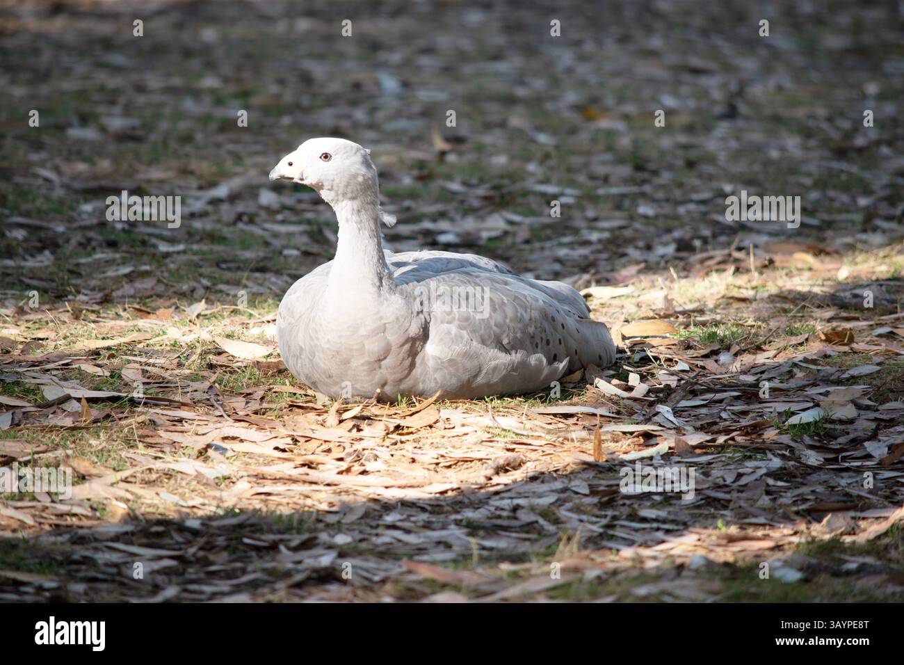 Die Kapbarren-Gans ist eine sehr große, hellgraue Gans mit einem relativ kleinen Kopf. Es hat Reihen großer dunkler Flecken in Linien über den Schultern und Stockfoto