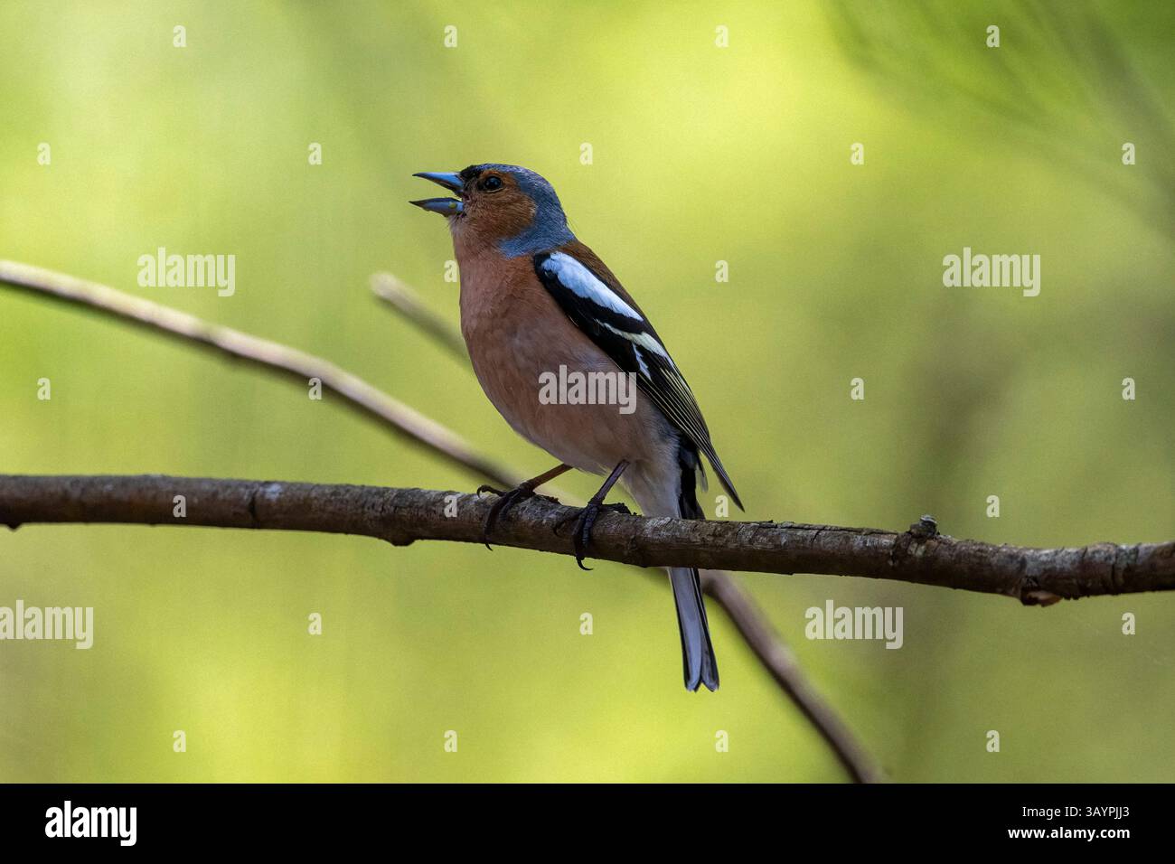 Chaffinch in vollem Lied auf Zweig vor grünem Hintergrund Stockfoto
