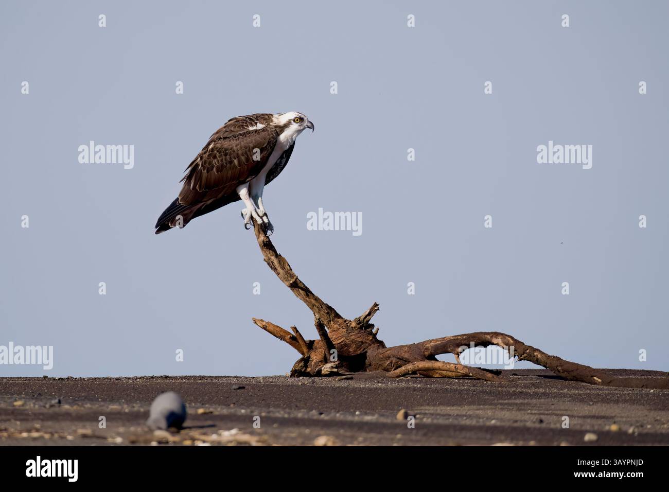 Osprey stand in Costa Rica Stockfoto