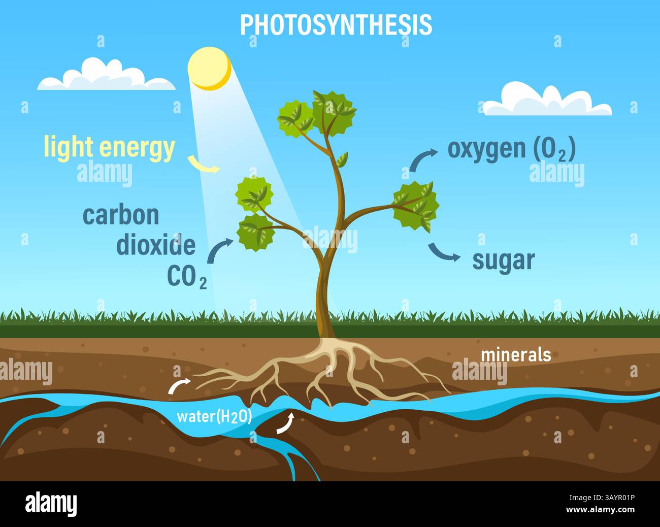 Photosynthese. Lebensdiagramm der Baumpflanzen mit Blättern, Sonnenlicht, Wasser, Boden und Wurzeln, Bäumen und Pflanzen Kohlendioxid-Absorption Sauerstofffreisetzung Stock Vektor