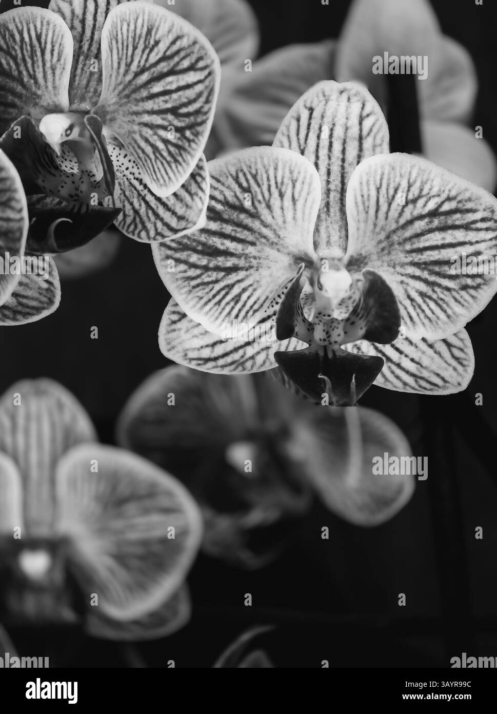 Blumen der orchidee Schwarzwei-Stockfotos und -bilder - Alamy