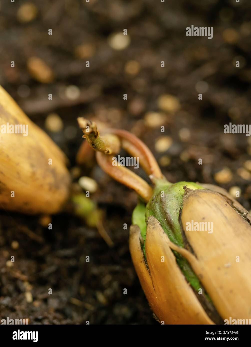 Eine Eichel, die Wurzeln in den Boden sprießt und den Beginn des Wachstums in der Natur erfasst. Stockfoto
