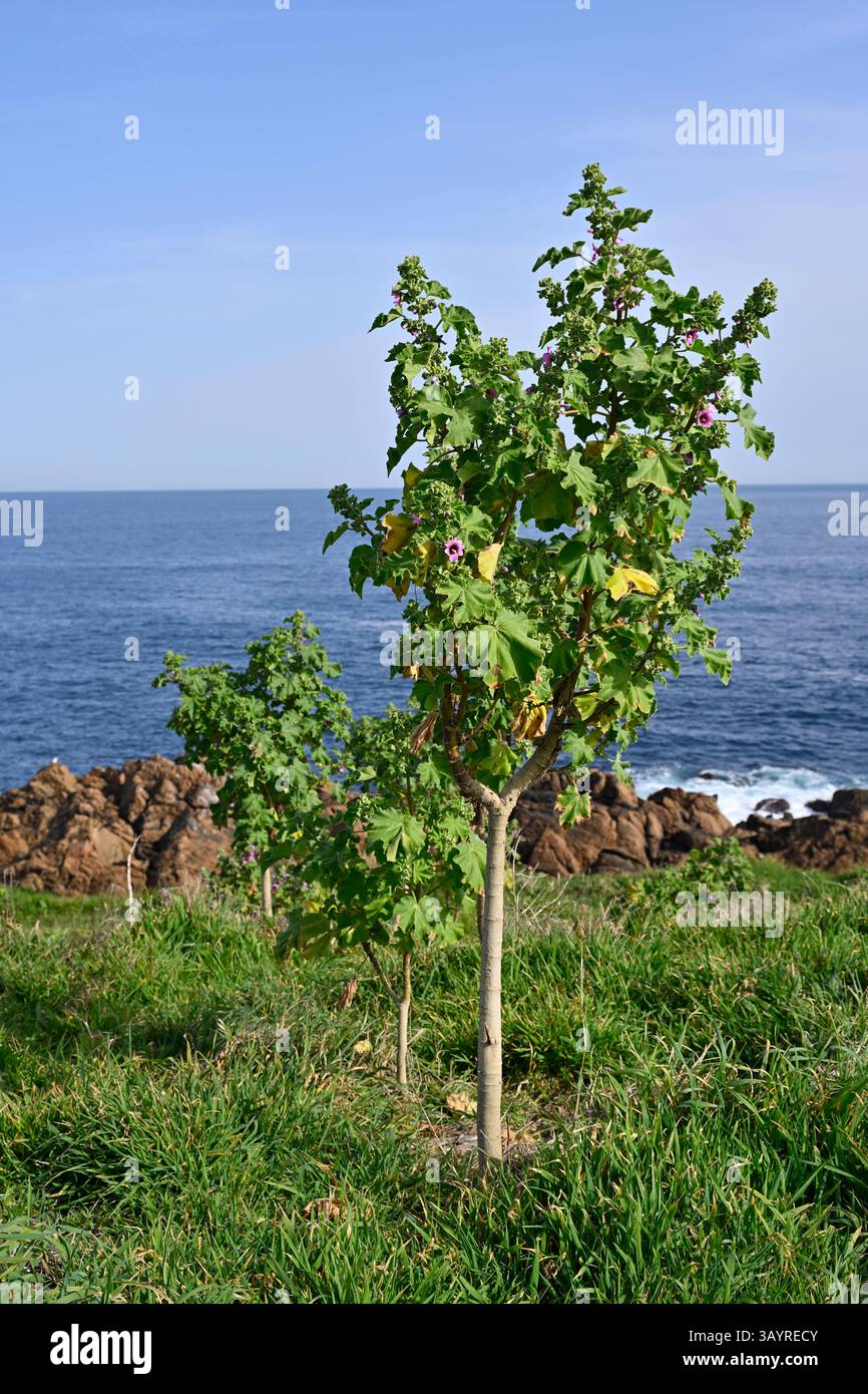 Holzstiel und Flaumblätter von Malva subovata oder Baummalve, die La Coruna anbaut, Spanien April Stockfoto