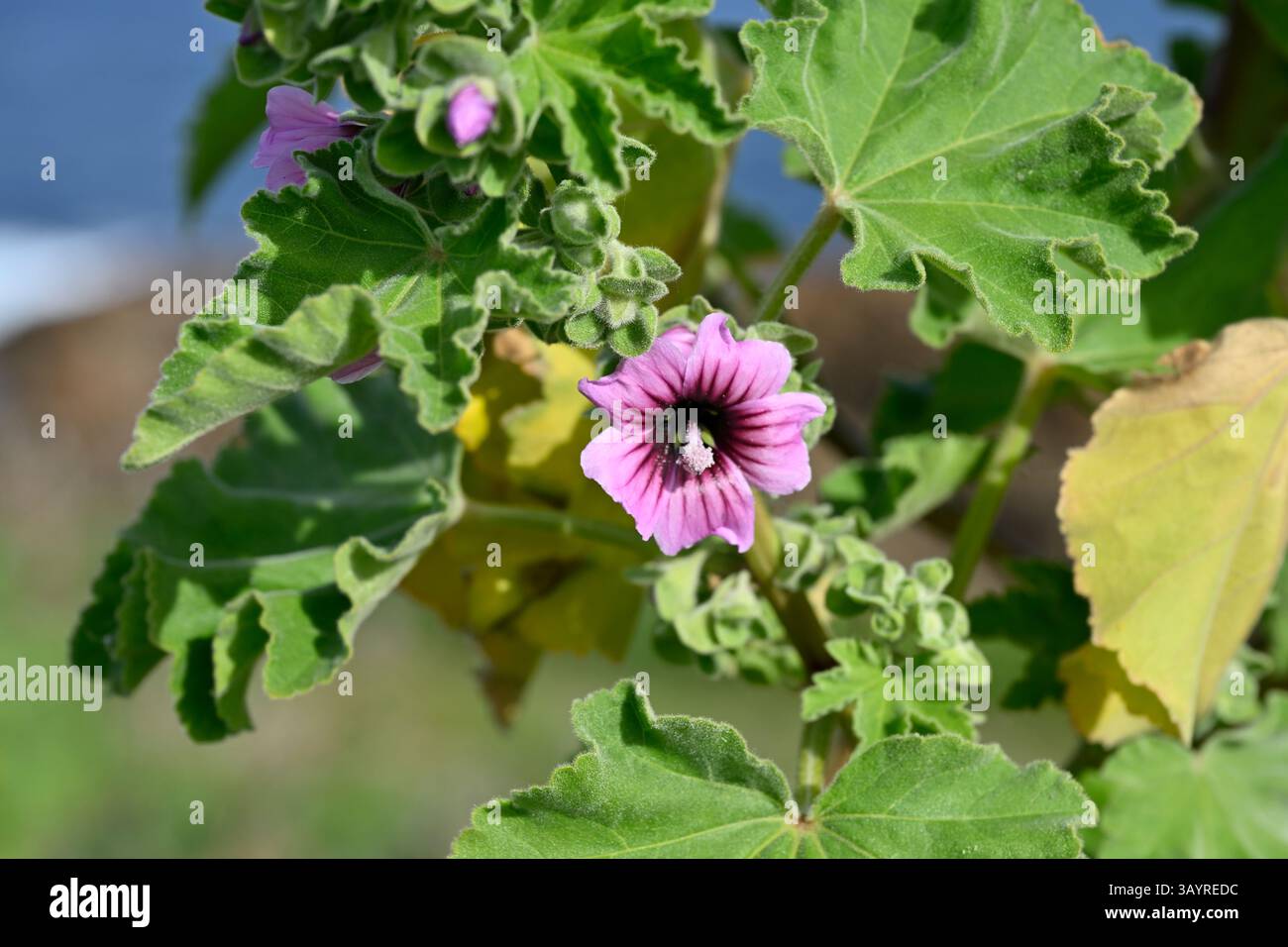 Malve / rosa Blüte und Flaumblätter von Malva subovata oder Baummalve, die La Coruna anbaut, Spanien April Stockfoto