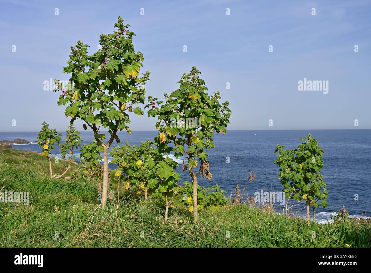 Holzstiel und Flaumblätter von Malva subovata oder Baummalve, die La Coruna anbaut, Spanien April Stockfoto