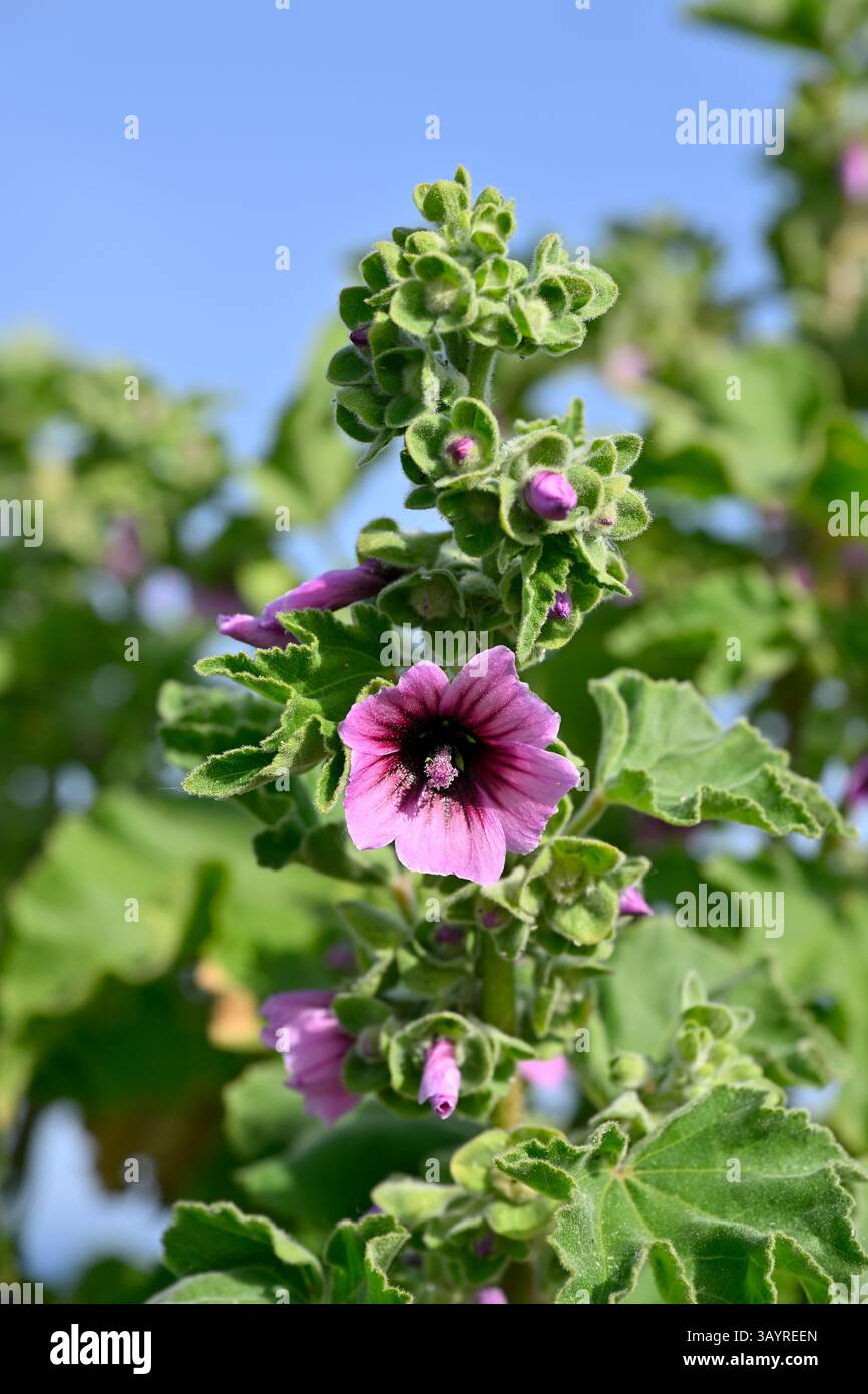Malve / rosa Blüte und Flaumblätter von Malva subovata oder Baummalve, die La Coruna anbaut, Spanien April Stockfoto