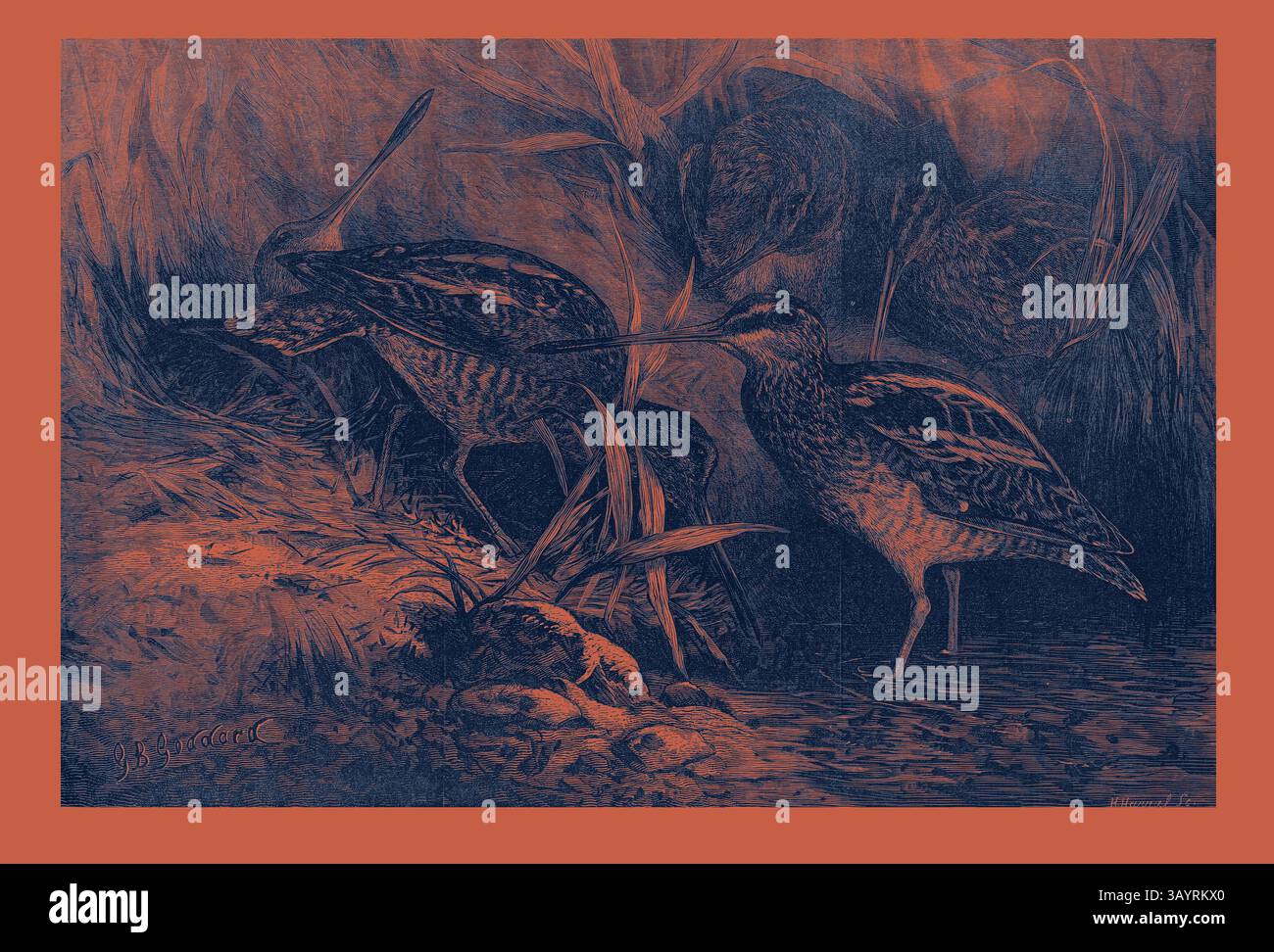 Ein Paar Watvögel steht inmitten üppiger Vegetation in der Nähe des Wasserrandes, deren langgezogene Schnäbel auf der Jagd in ihrem natürlichen Lebensraum stehen. Die detaillierte Darstellung fängt die Feinheiten ihrer Federn und die umgebende Flora ein und schafft eine ruhige Atmosphäre. Die Monate: November Klassische Kunst mit einem modernen Touch, neu interpretiert von Artotop Stockfoto