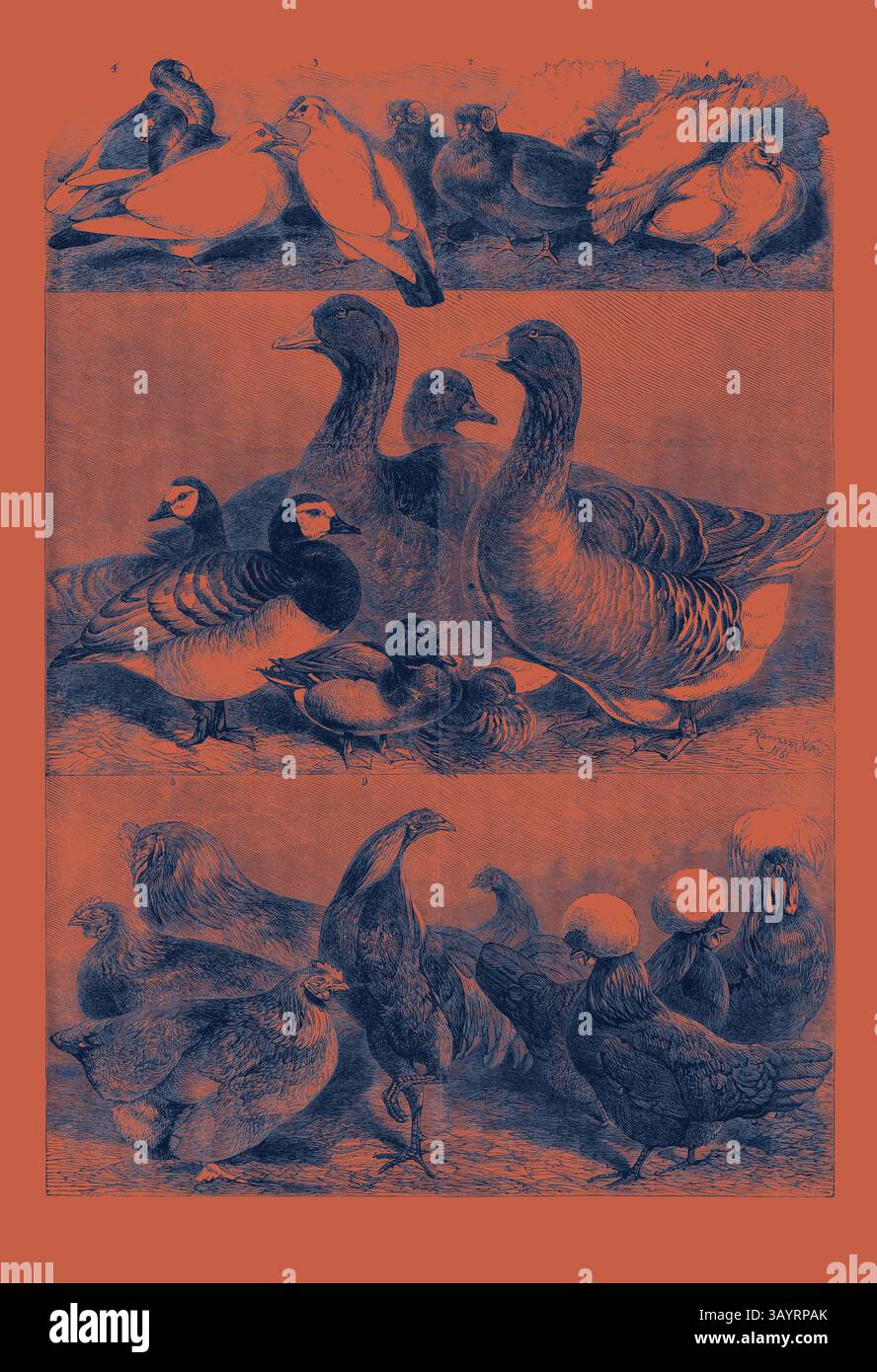 Eine Sammlung verschiedener Vogelarten, darunter Gänse, Enten und andere Vögel, in Gruppen angeordnet. Jede Art wird mit charakteristischen Merkmalen und Posen dargestellt, die ihre einzigartigen Eigenschaften zeigen. Preise Geflügel und Tauben auf der Birmingham Exhibition Classic Art mit einem modernen Touch, der von Artotop neu gestaltet wurde Stockfoto