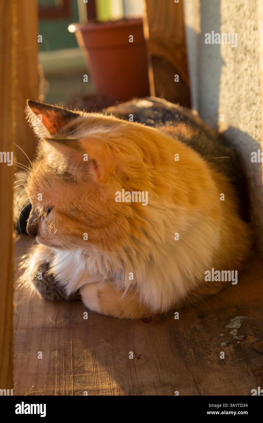 Schwarze Makrele Torbie und weiße Katze, die auf einem Stück Holz auf den Boden schauen und die Nachmittagssonne fangen Stockfoto